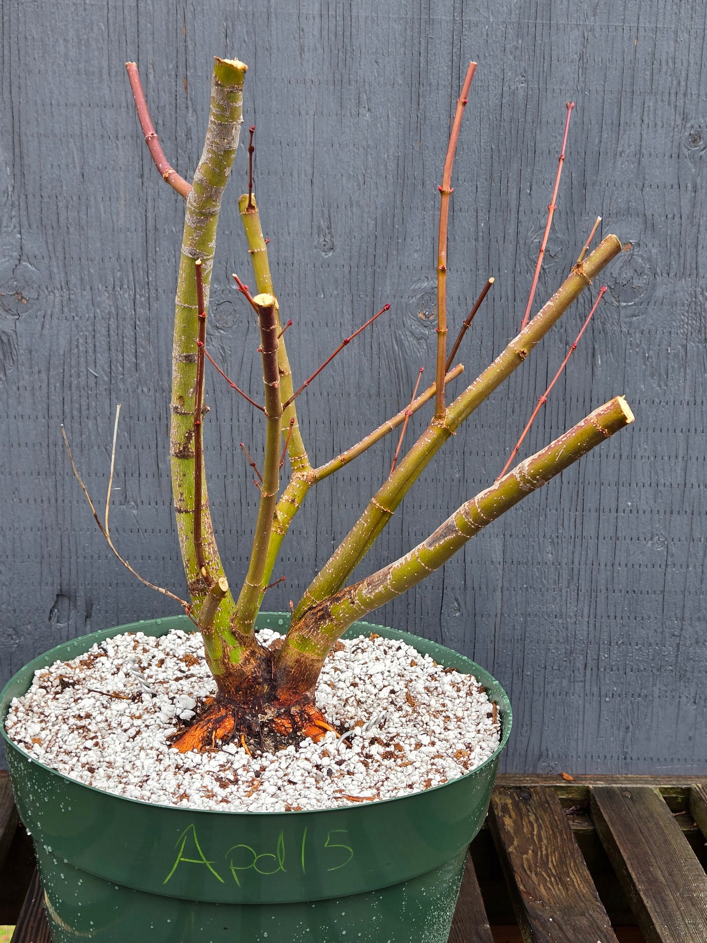 Field Grown Dwarf Japanese Maple, Acer palmatum. Apd115, Multi Stem.