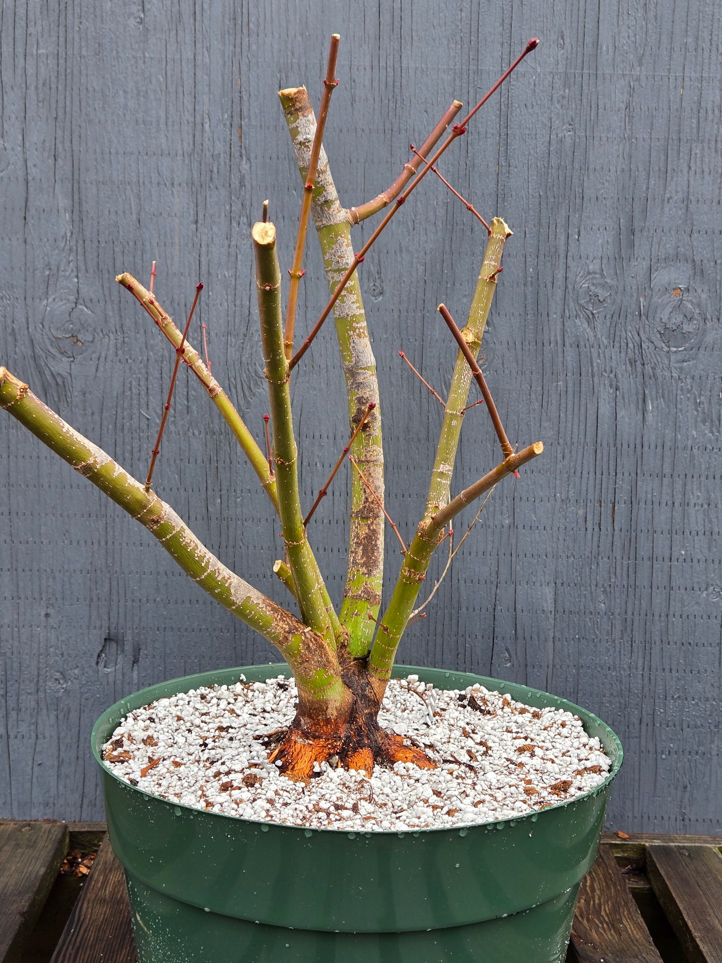 Field Grown Dwarf Japanese Maple, Acer palmatum. Apd115, Multi Stem.