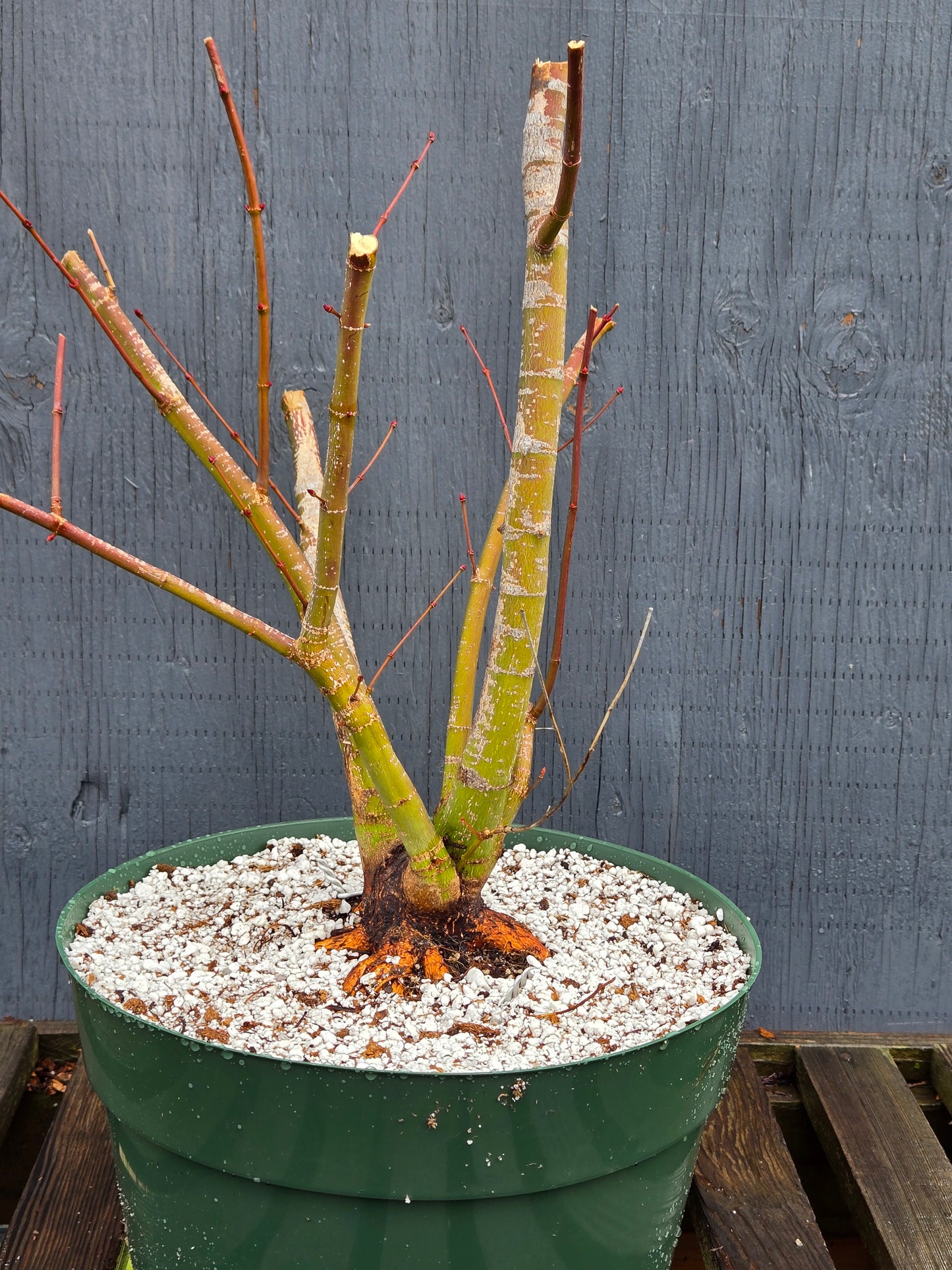 Field Grown Dwarf Japanese Maple, Acer palmatum. Apd115, Multi Stem.