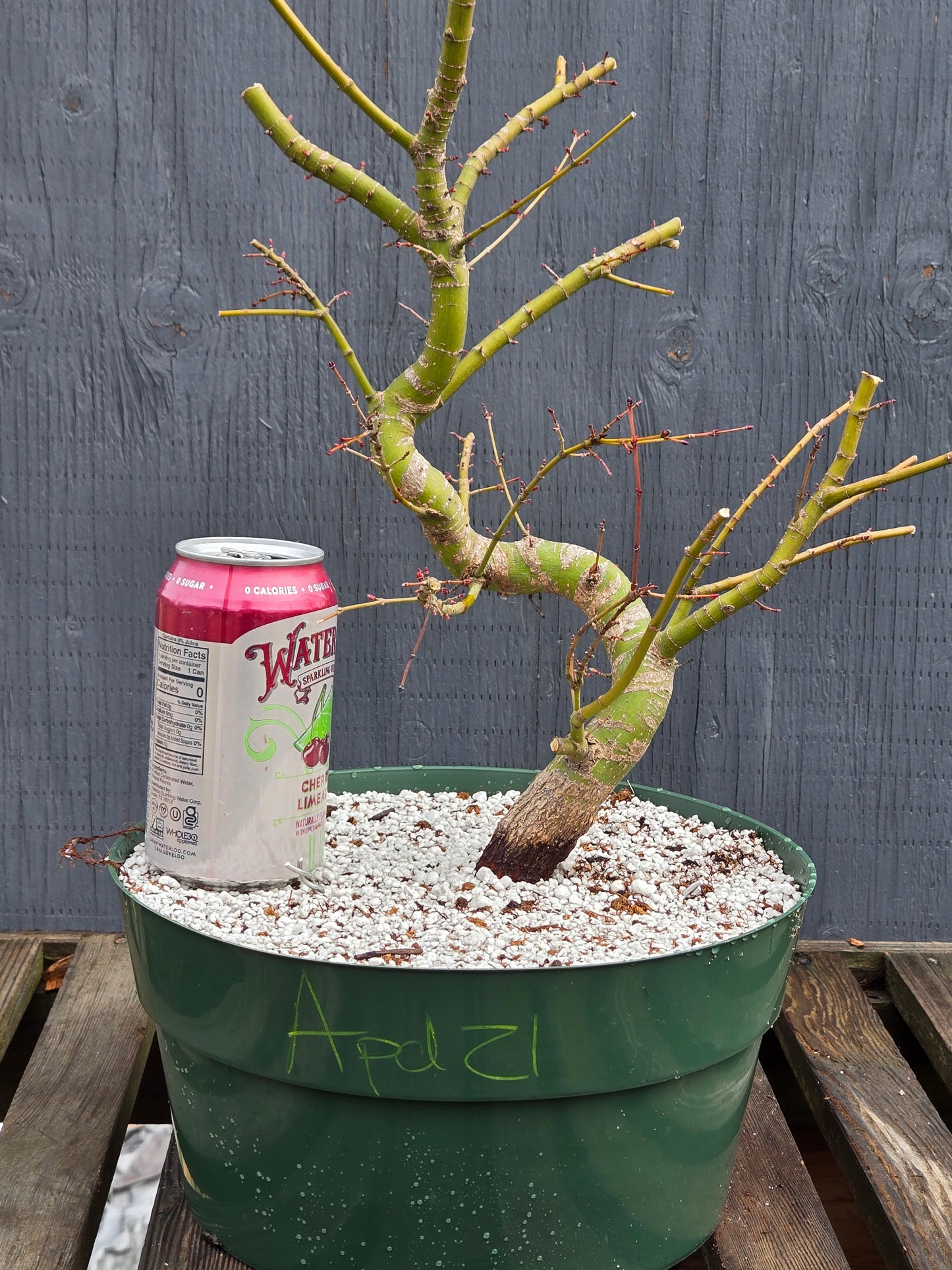 Field Grown Dwarf Japanese Maple, Acer palmatum. Apd121