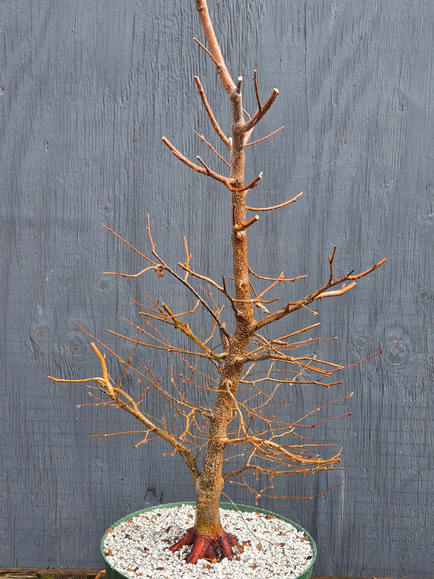 Carpinus japonica, Japanese Hornbeam, Cj100