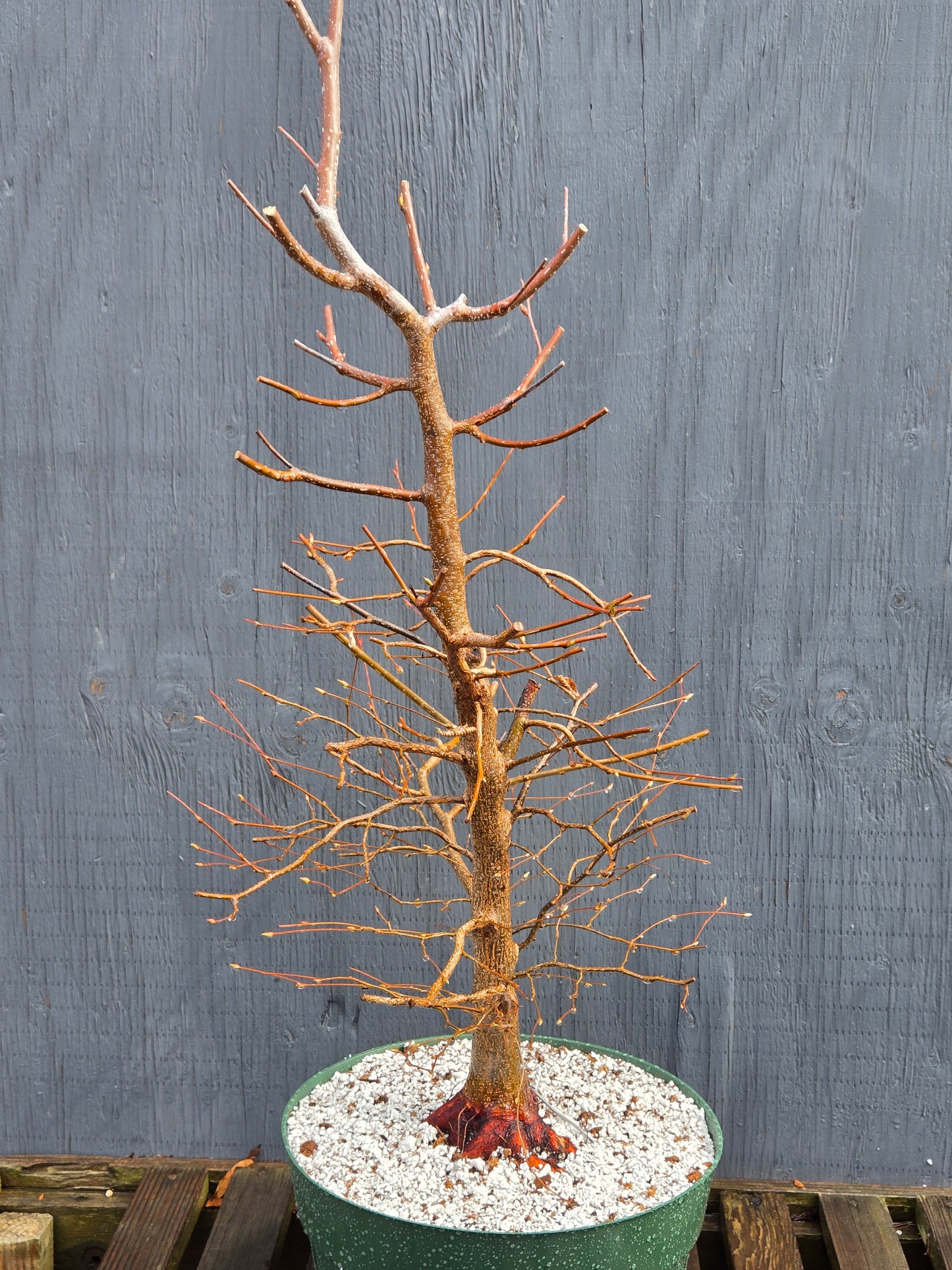 Carpinus japonica, Japanese Hornbeam, Cj100