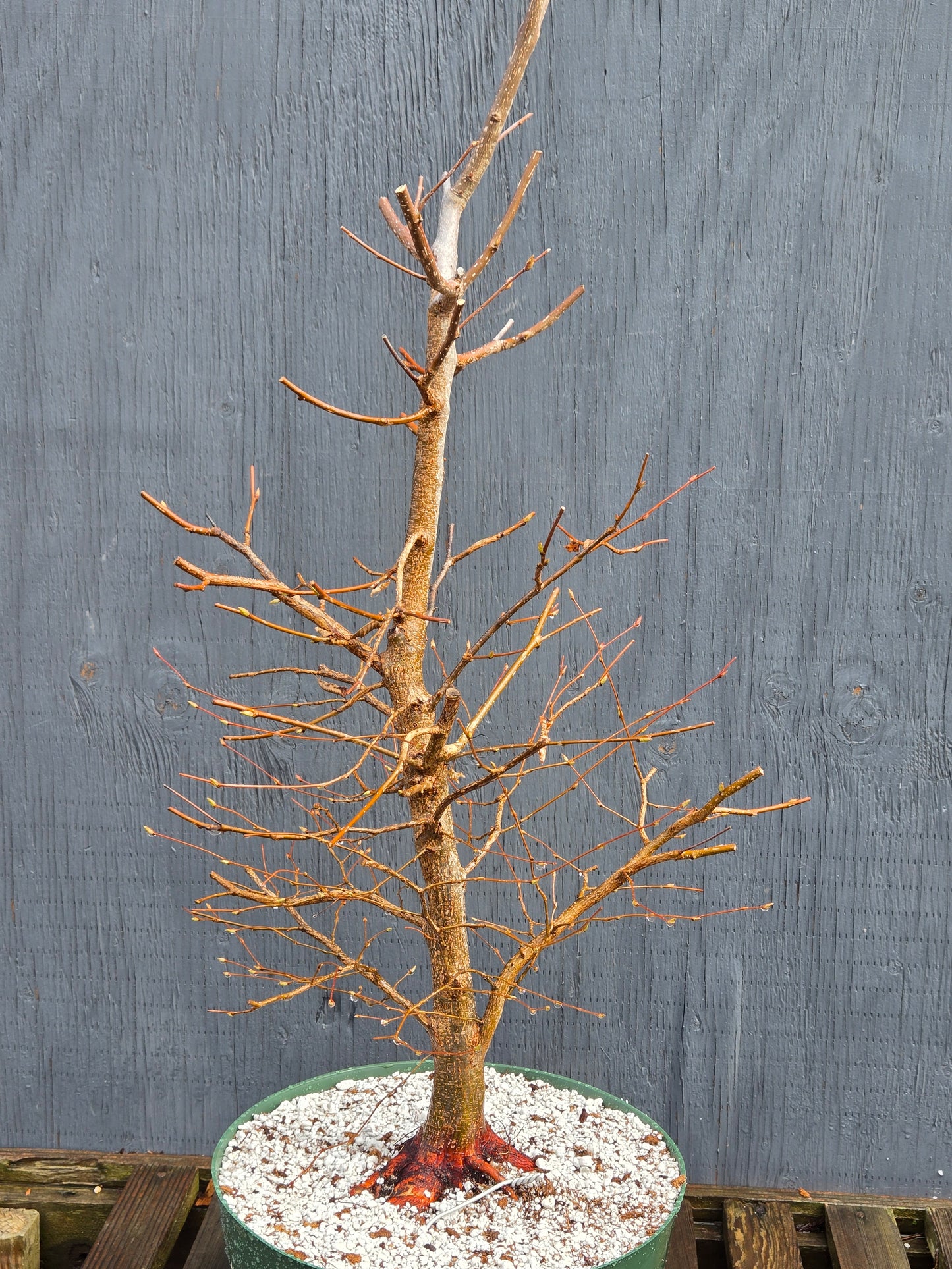 Carpinus japonica, Japanese Hornbeam, Cj100