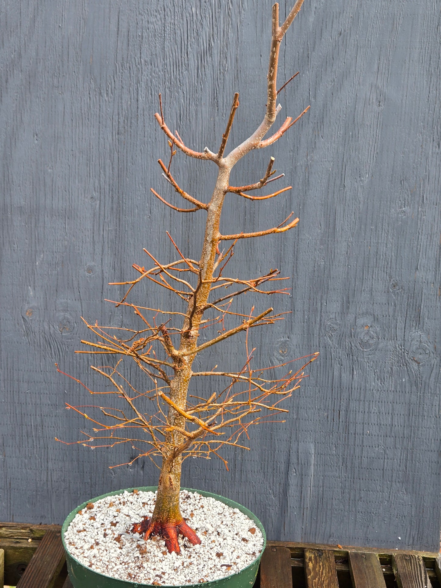 Carpinus japonica, Japanese Hornbeam, Cj100