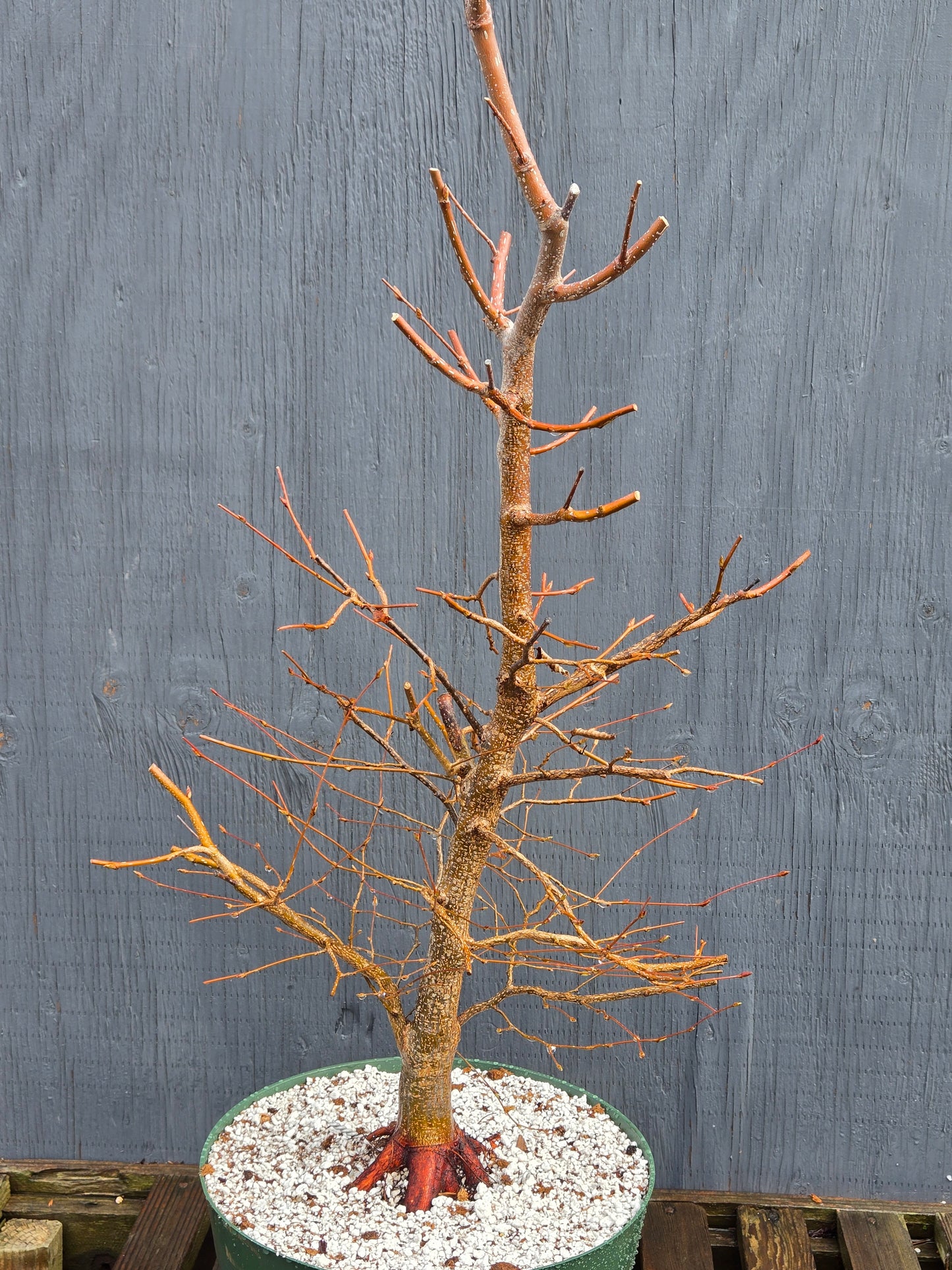 Carpinus japonica, Japanese Hornbeam, Cj100