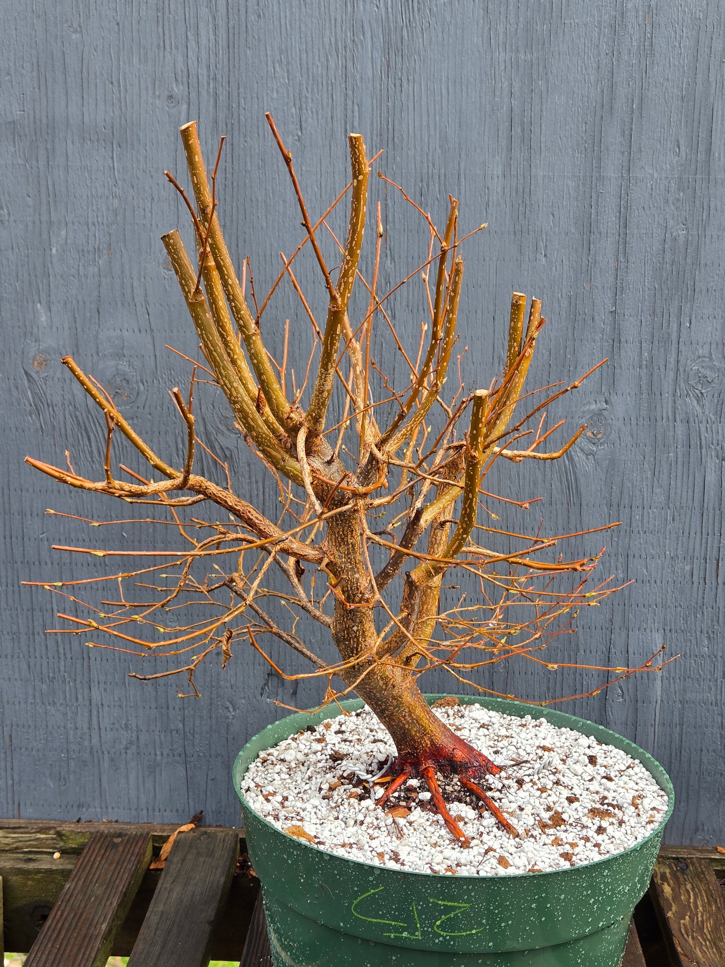 Carpinus japonica, Japanese Hornbeam, Cj101