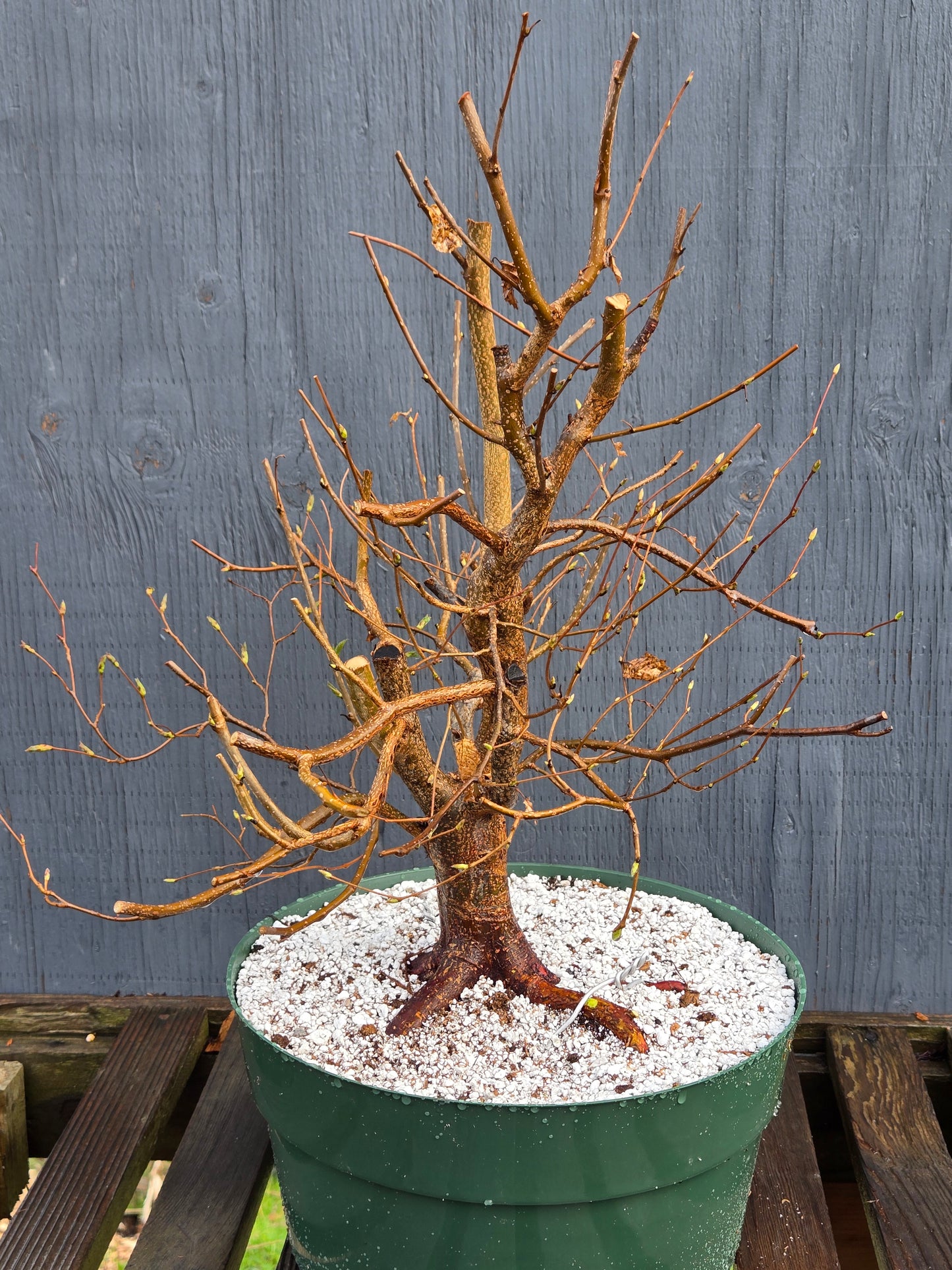 Carpinus japonica, Japanese Hornbeam, Cj103