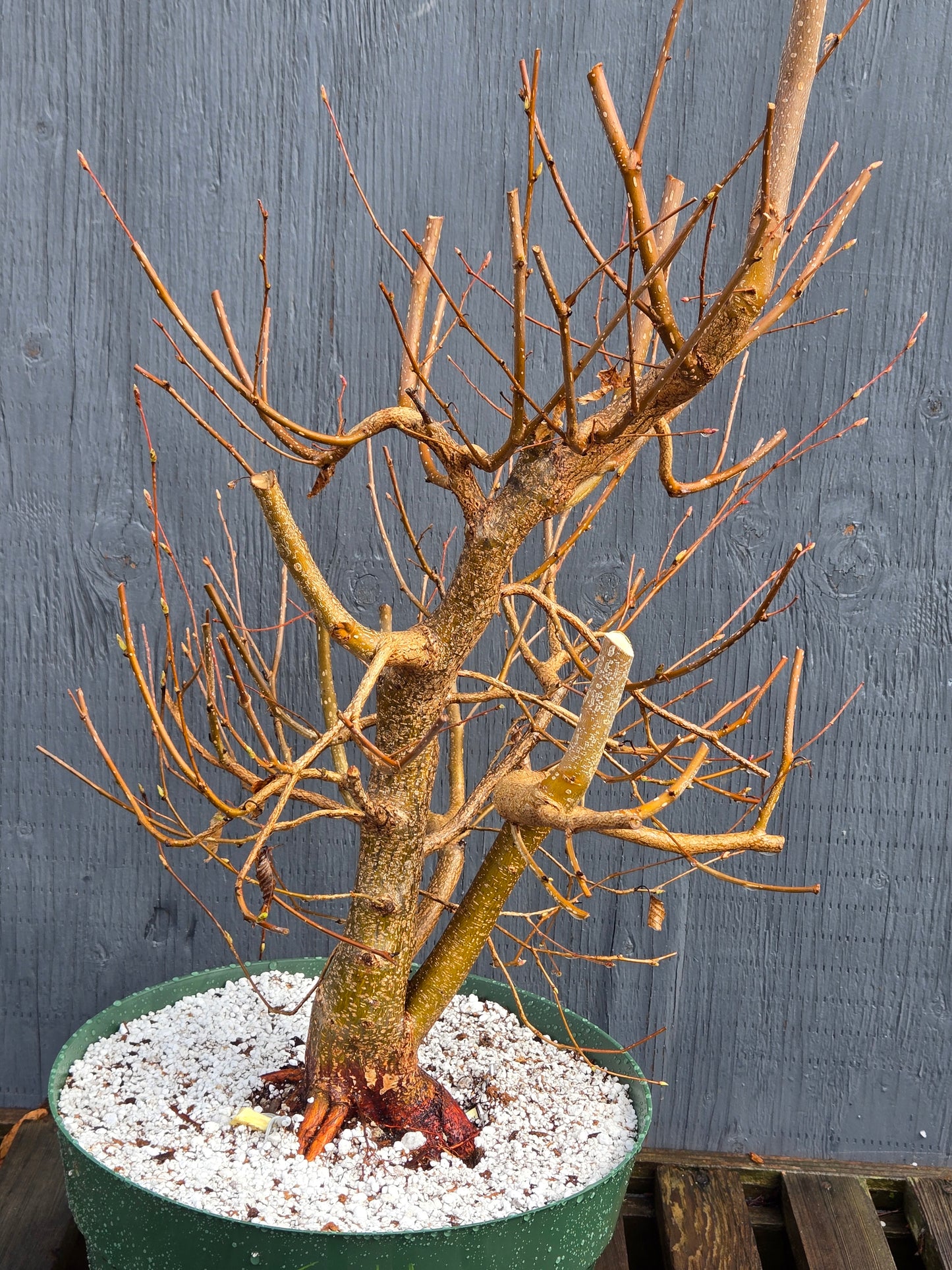 Carpinus japonica, Japanese Hornbeam, Cj104