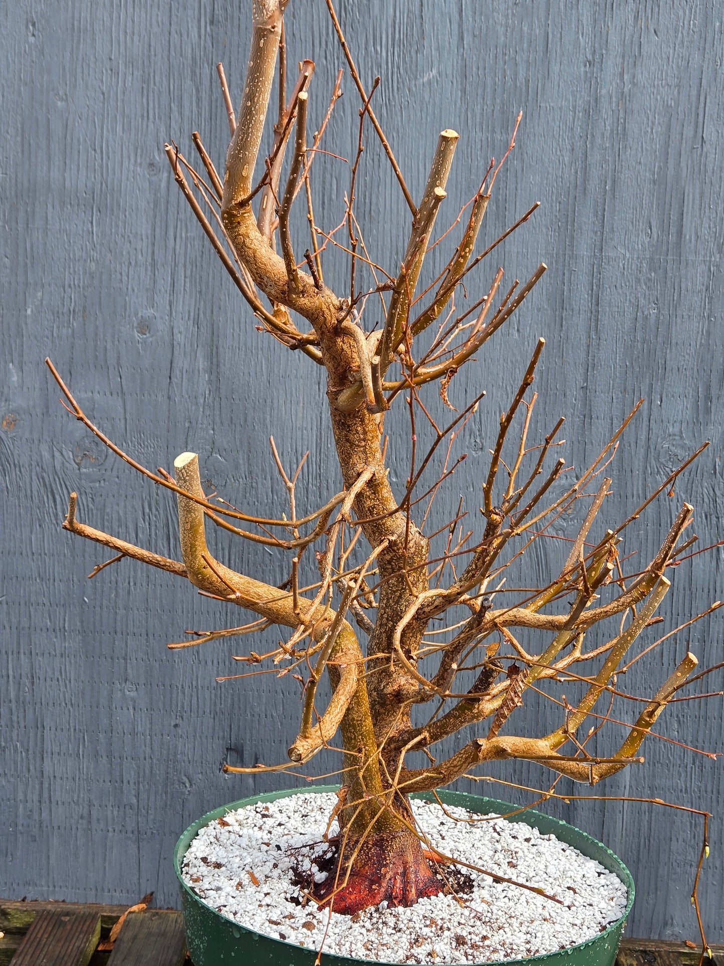 Carpinus japonica, Japanese Hornbeam, Cj104