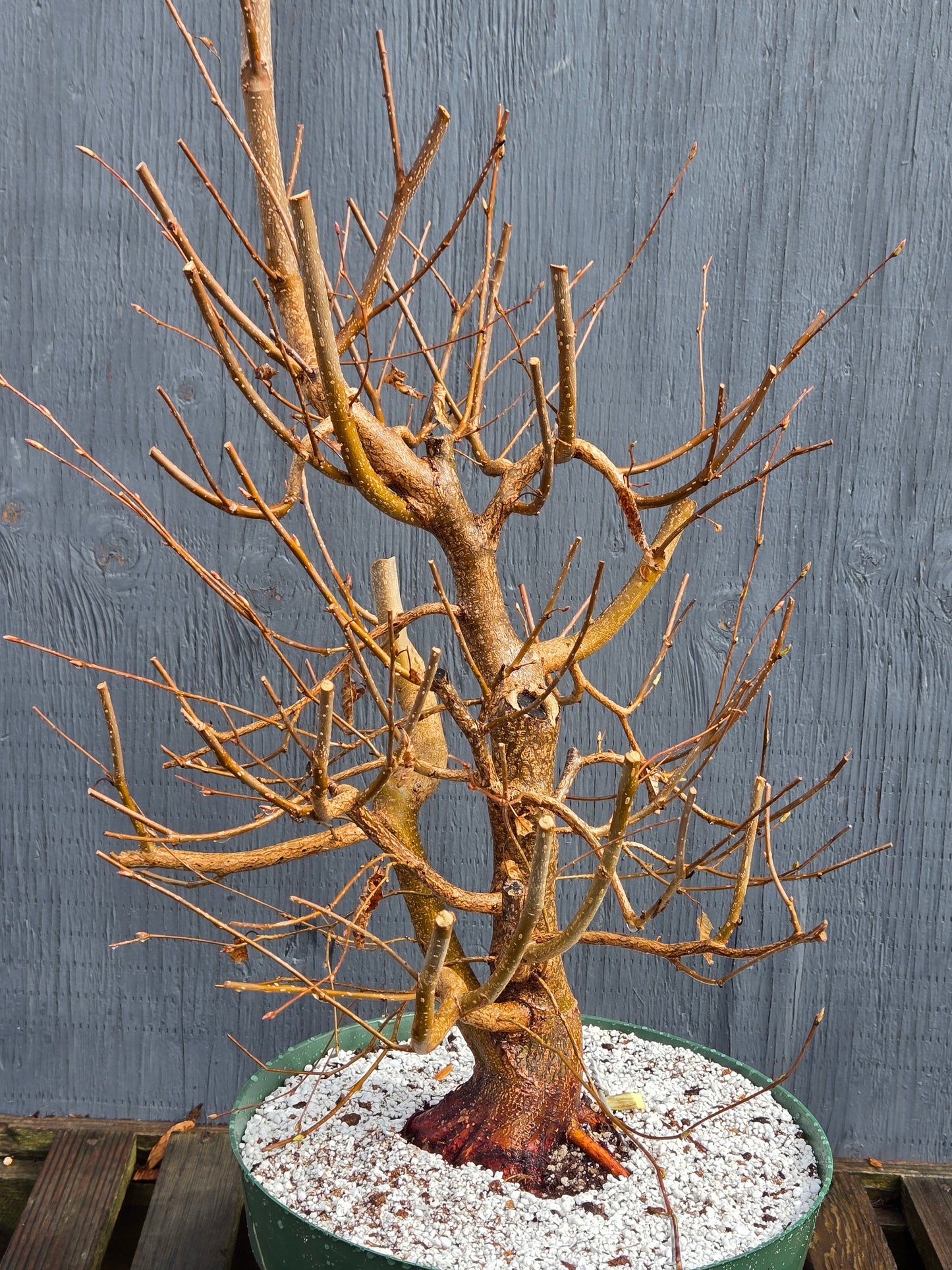 Carpinus japonica, Japanese Hornbeam, Cj104