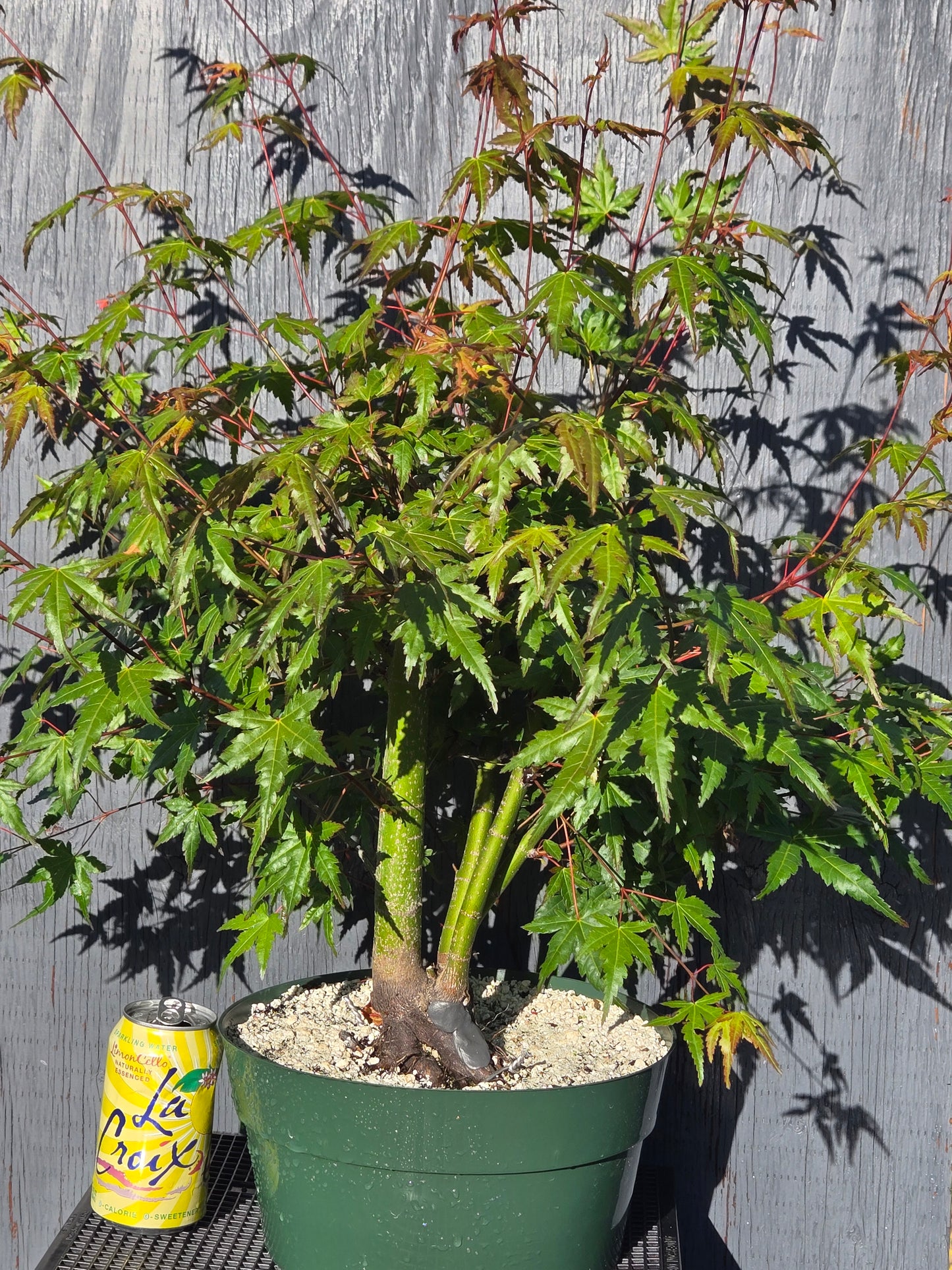 Field Grown Japanese Maple, Acer palmatum. ApSummer1