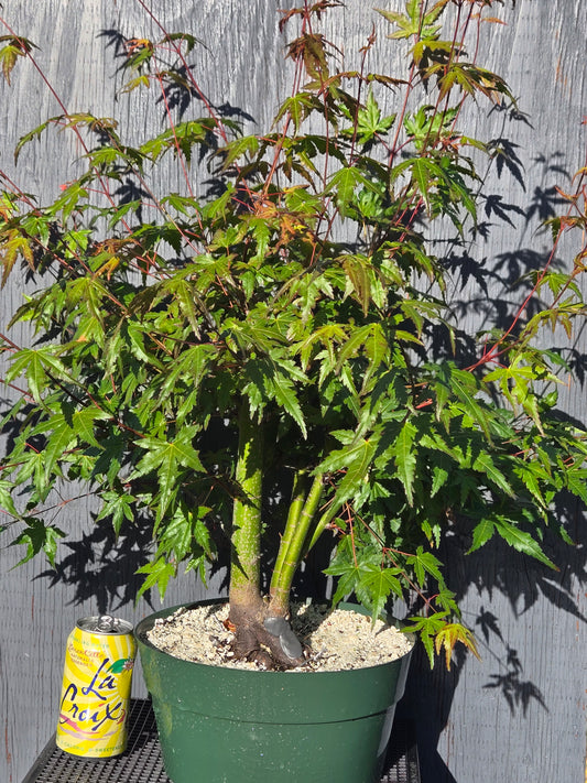 Field Grown Japanese Maple, Acer palmatum. ApSummer1