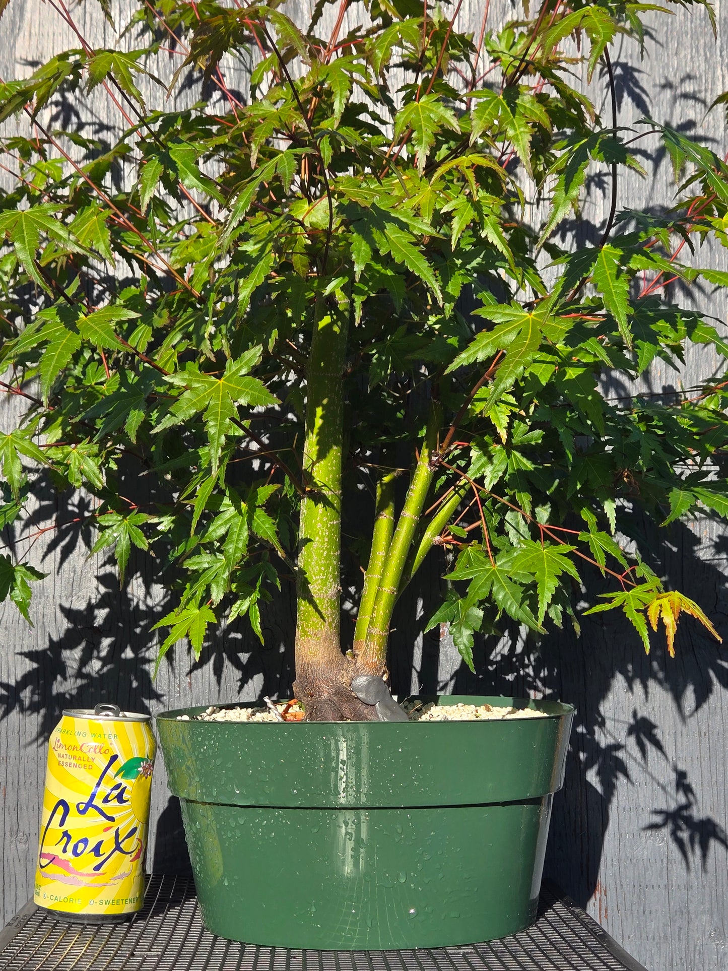 Field Grown Japanese Maple, Acer palmatum. ApSummer1