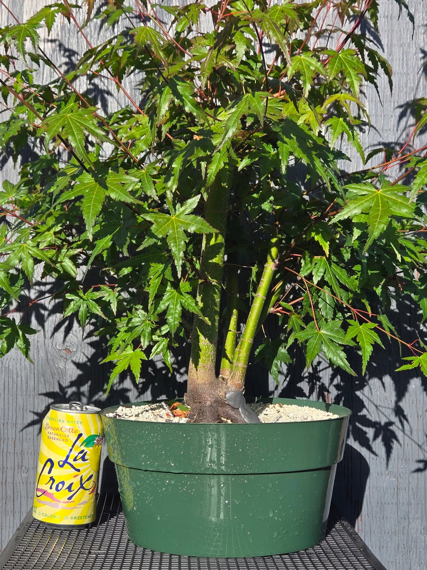 Field Grown Japanese Maple, Acer palmatum. ApSummer1