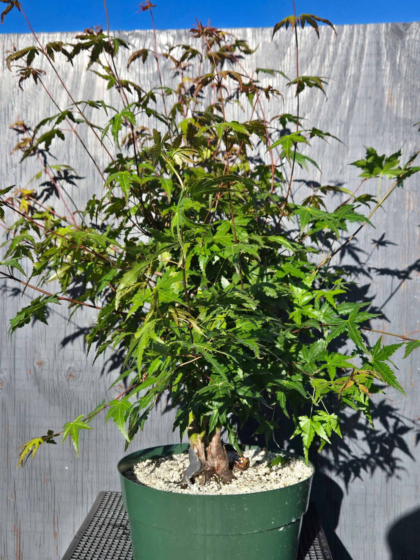 Field Grown Japanese Maple, Acer palmatum. ApSummer1