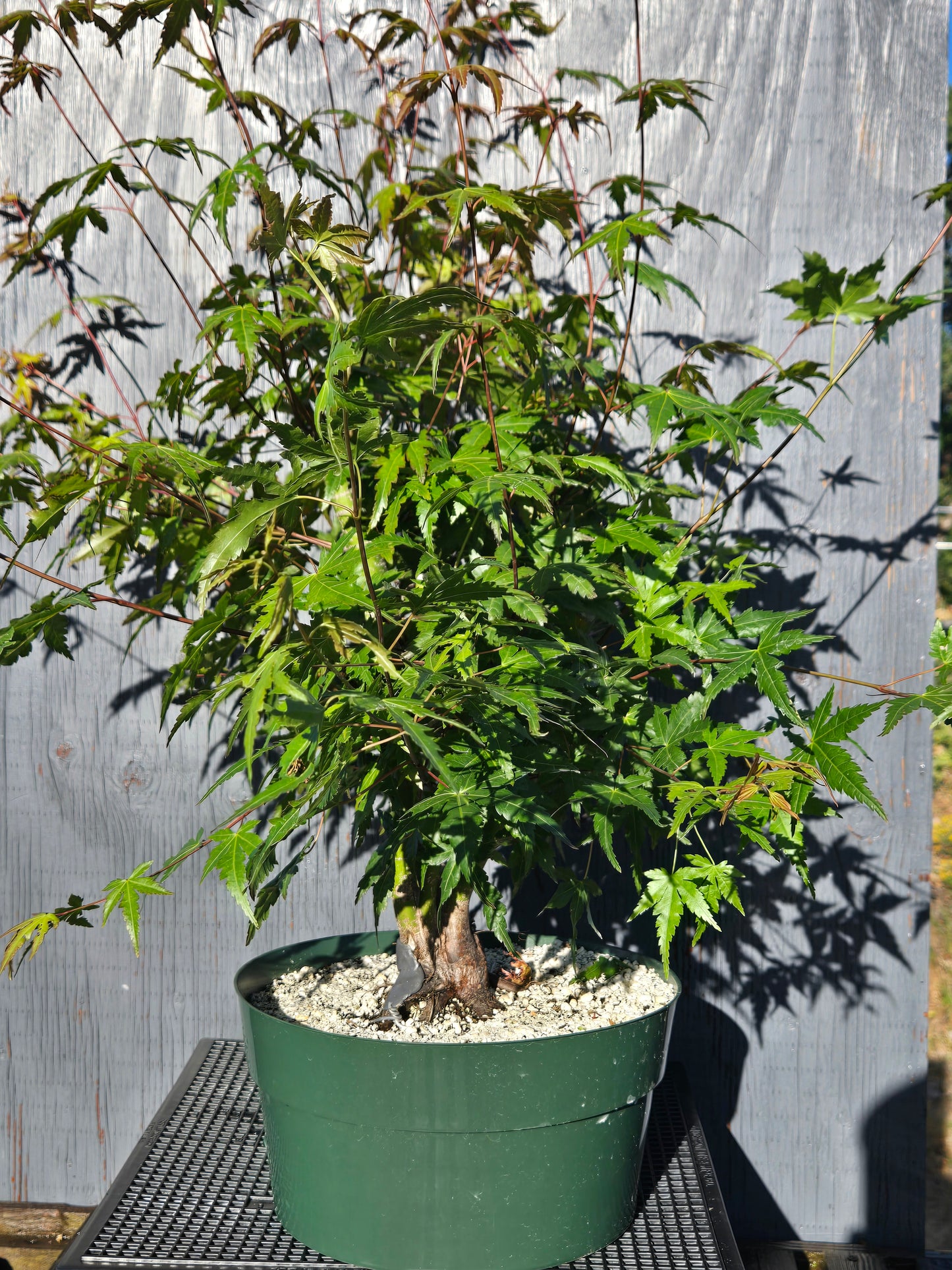Field Grown Japanese Maple, Acer palmatum. ApSummer1