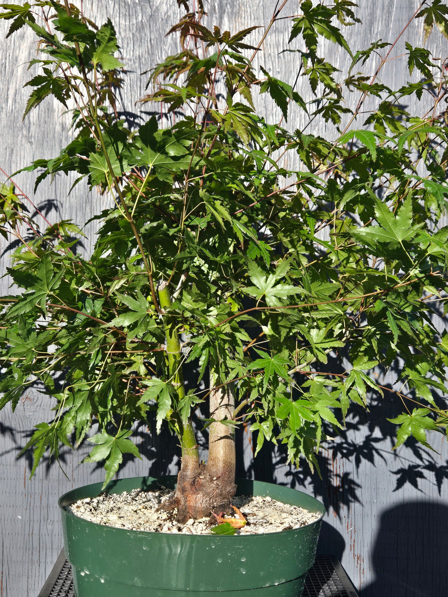 Field Grown Japanese Maple, Acer palmatum. ApSummer1