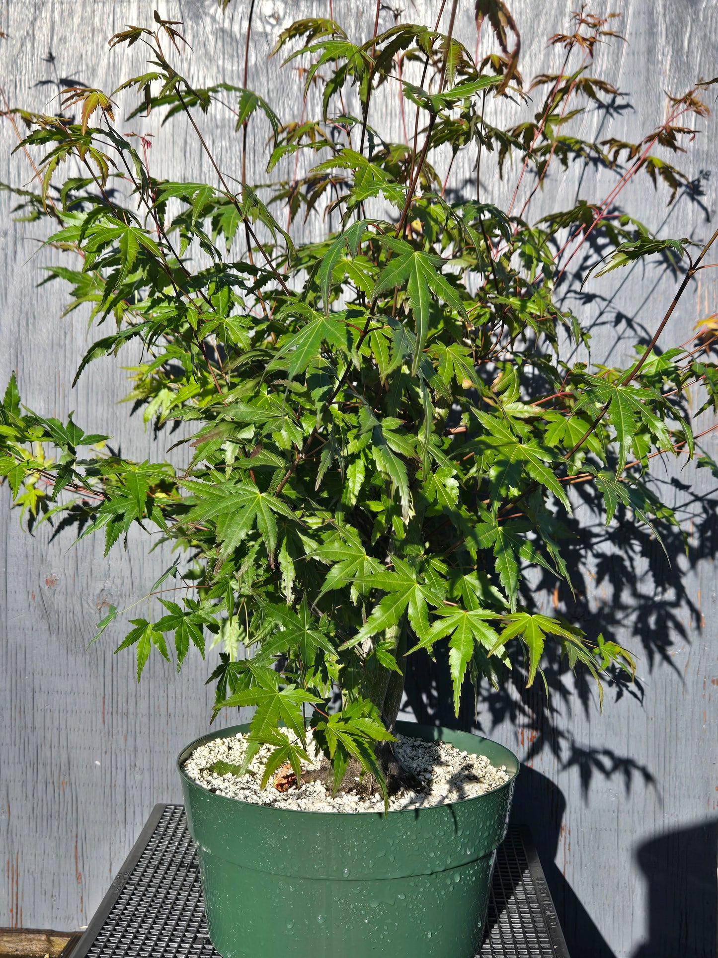 Field Grown Japanese Maple, Acer palmatum. ApSummer1