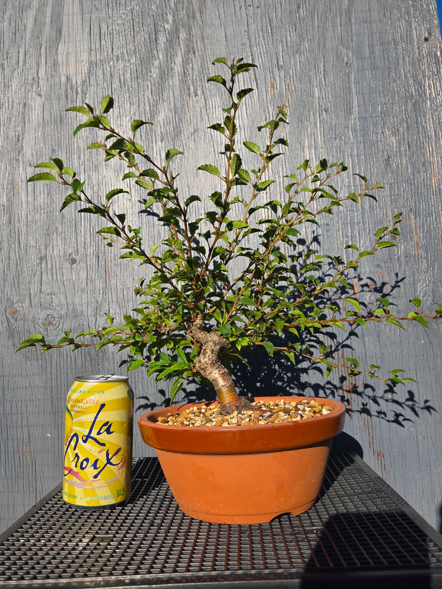 Prunus incisa, 'Kojo No Mai', Contorted Fuji, Japanese Terracotta Pot