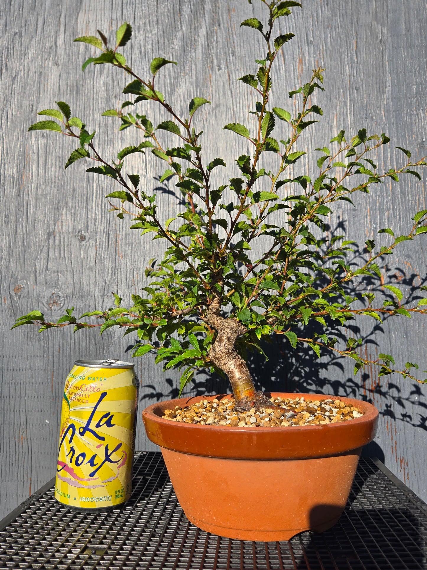 Prunus incisa, 'Kojo No Mai', Contorted Fuji, Japanese Terracotta Pot