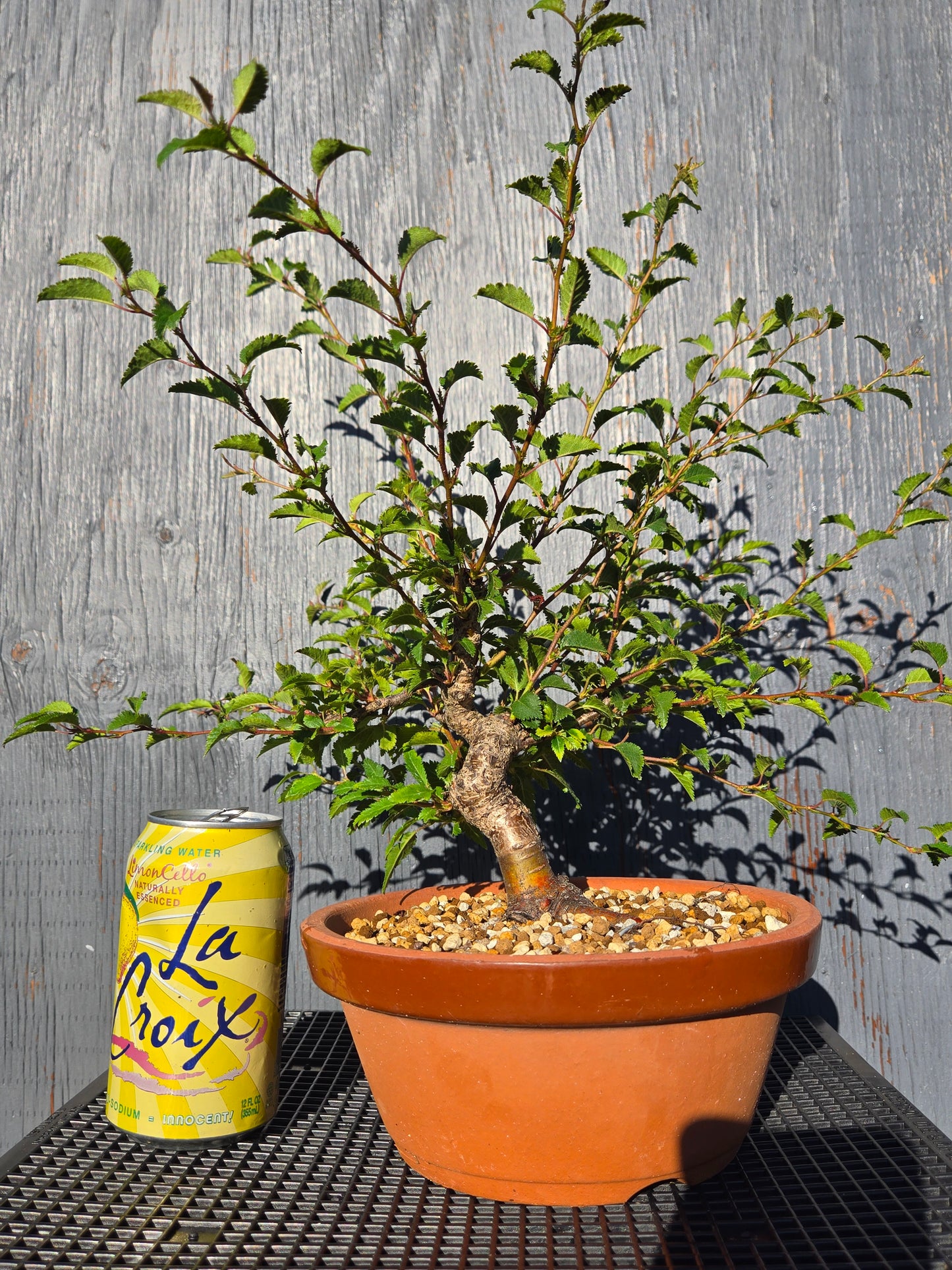 Prunus incisa, 'Kojo No Mai', Contorted Fuji, Japanese Terracotta Pot