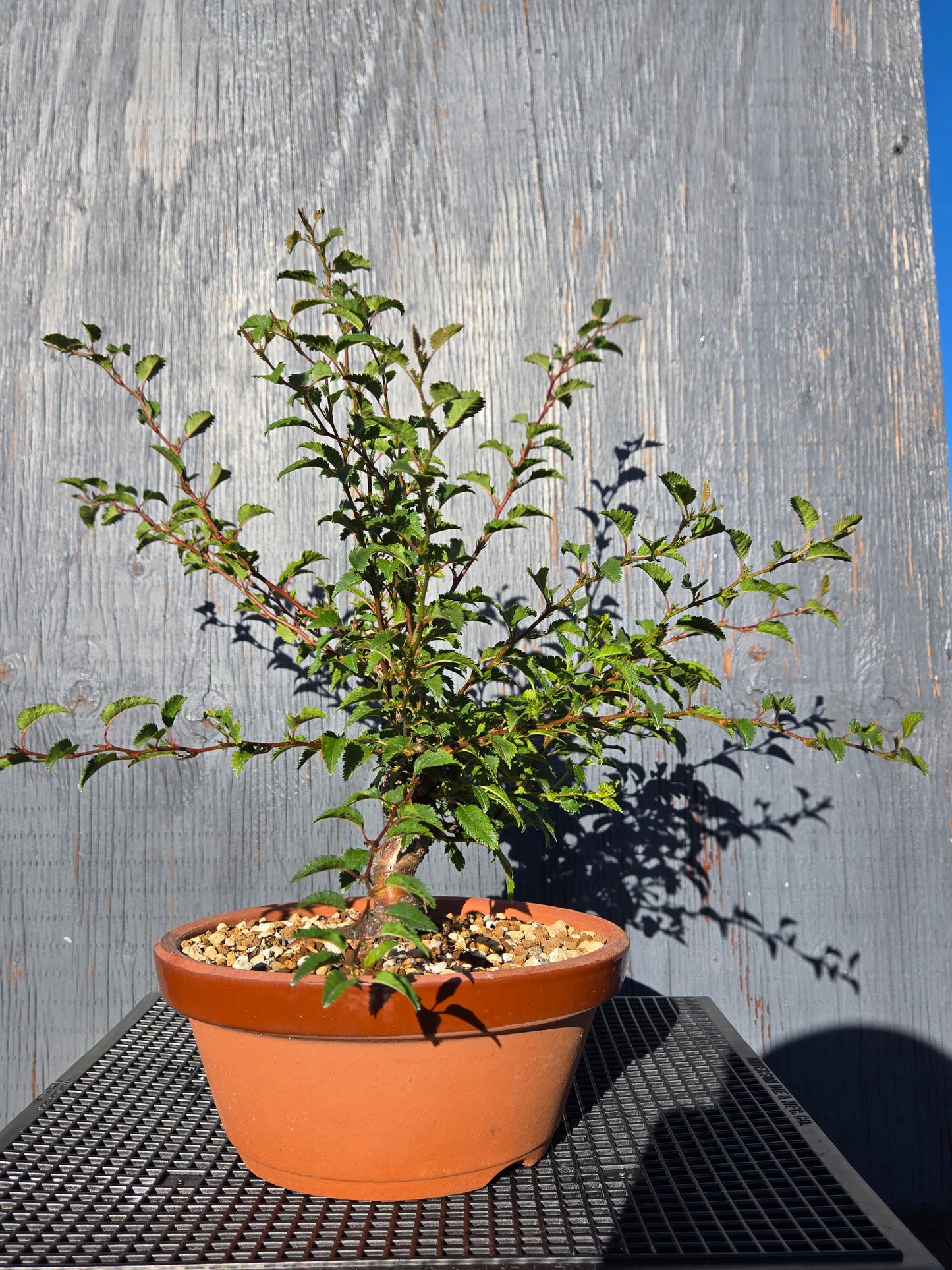 Prunus incisa, 'Kojo No Mai', Contorted Fuji, Japanese Terracotta Pot