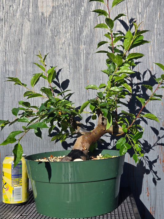 Hubei Crabapple, Malus hupehensis, MhuSummer