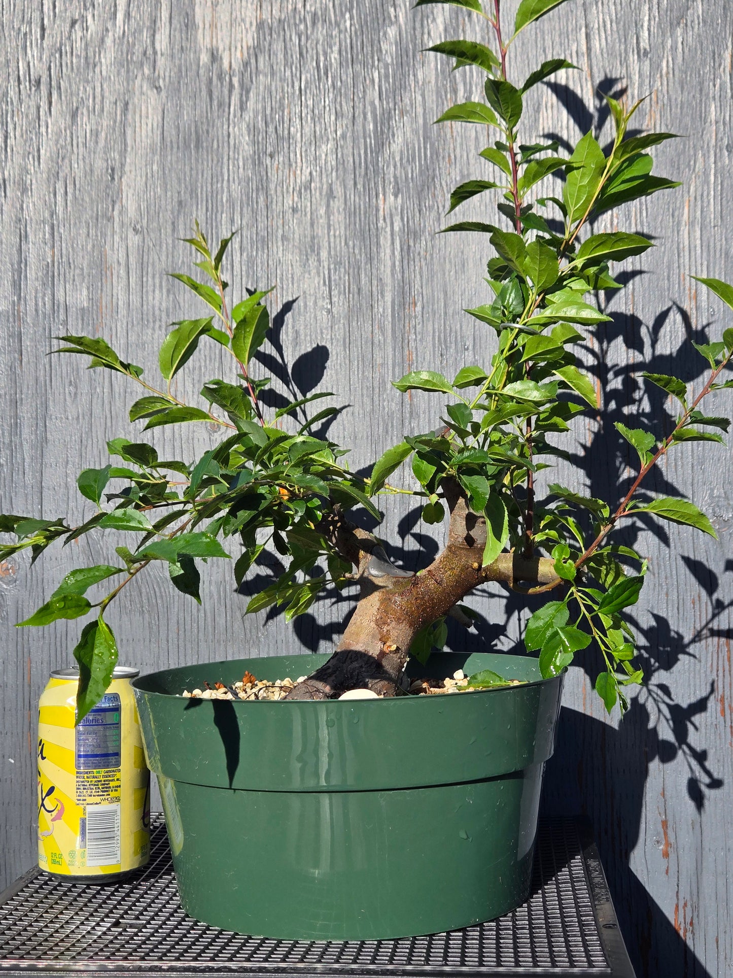 Hubei Crabapple, Malus hupehensis, MhuSummer