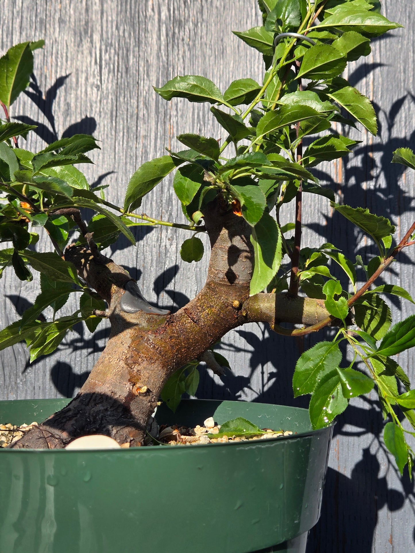 Hubei Crabapple, Malus hupehensis, MhuSummer