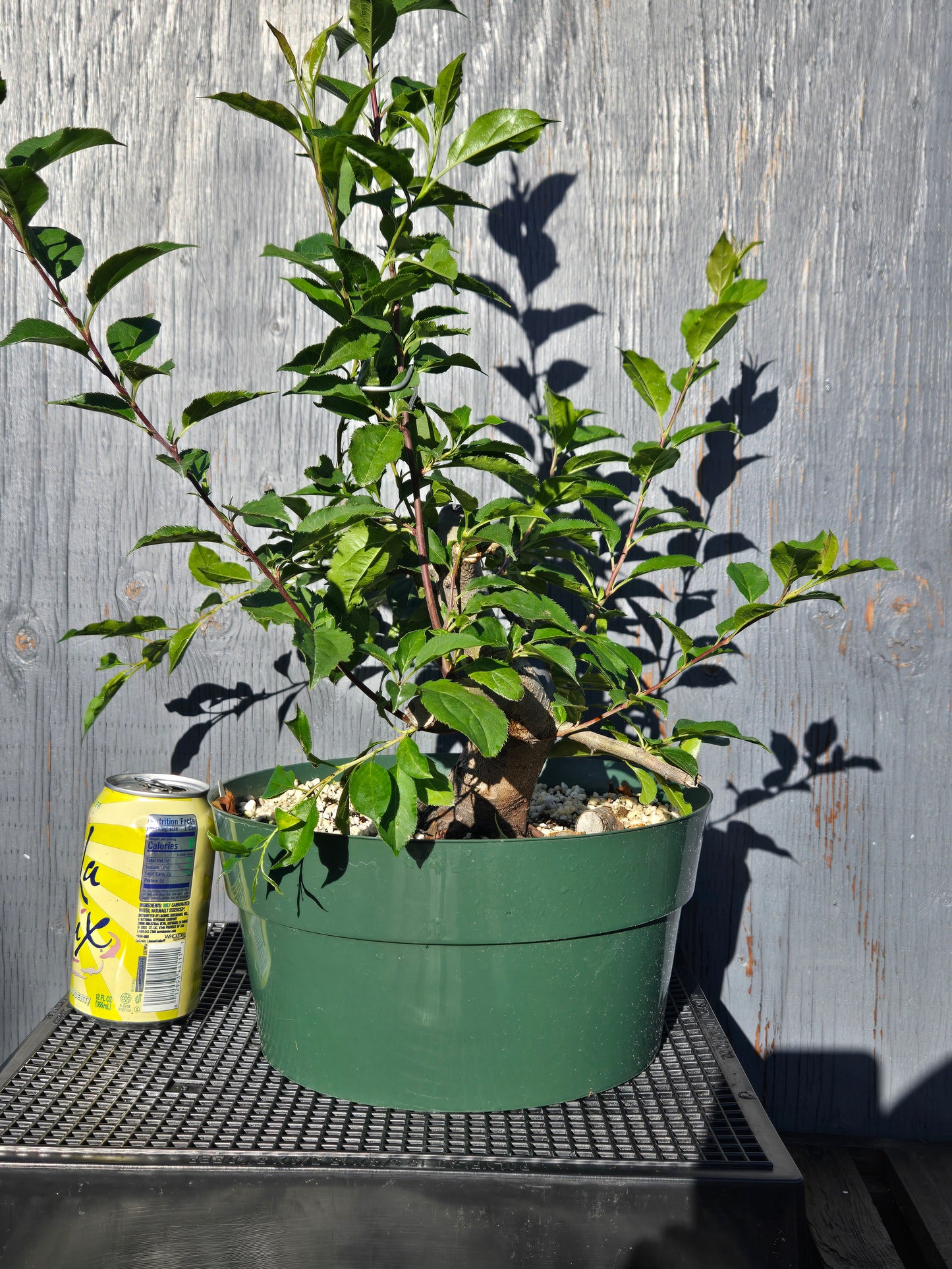 Hubei Crabapple, Malus hupehensis, MhuSummer