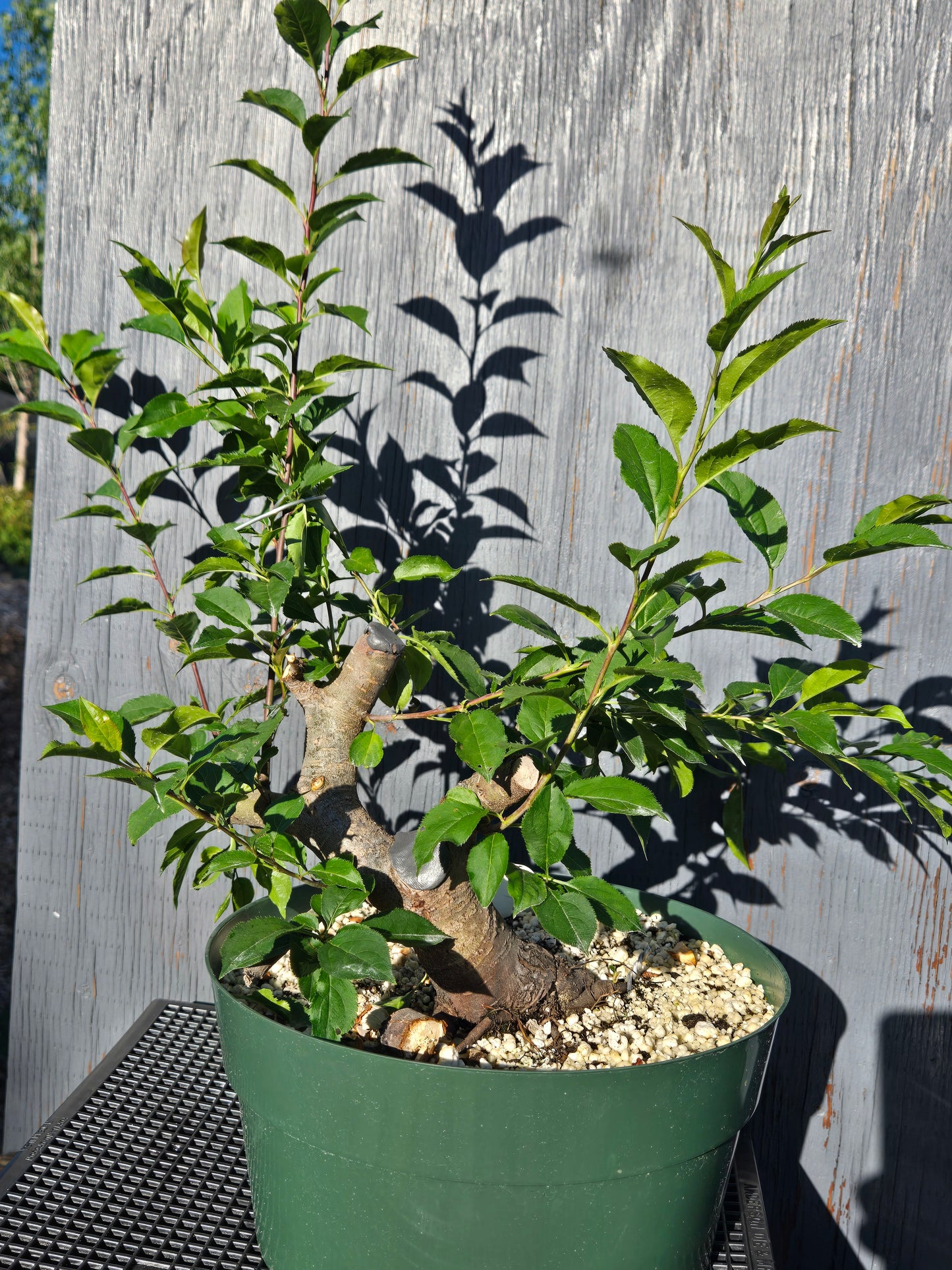 Hubei Crabapple, Malus hupehensis, MhuSummer