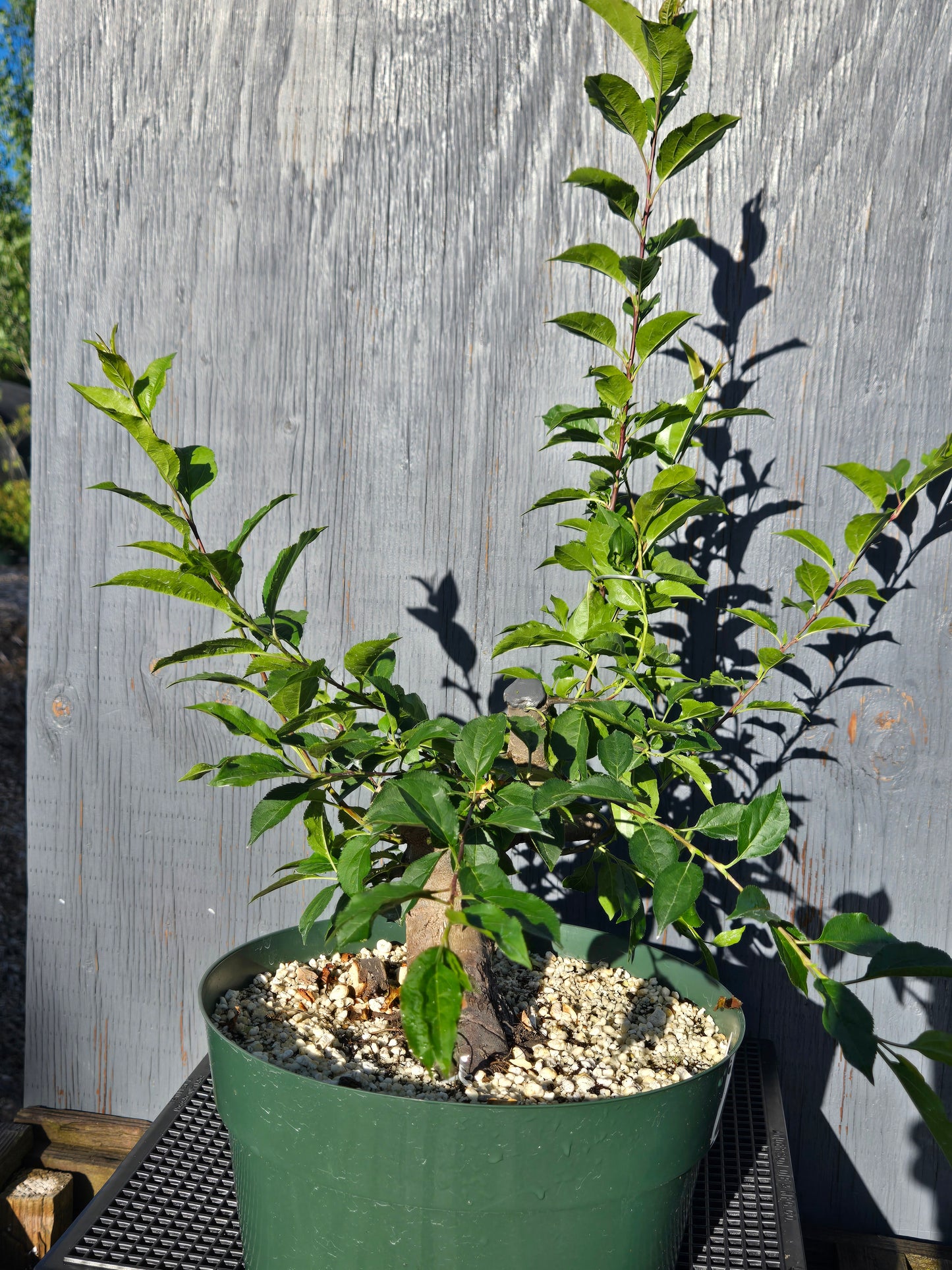 Hubei Crabapple, Malus hupehensis, MhuSummer