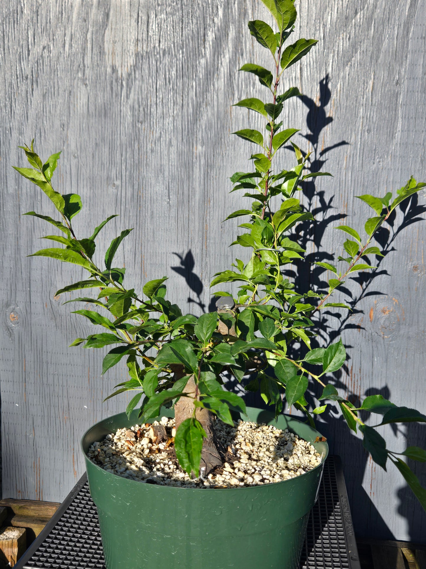 Hubei Crabapple, Malus hupehensis, MhuSummer