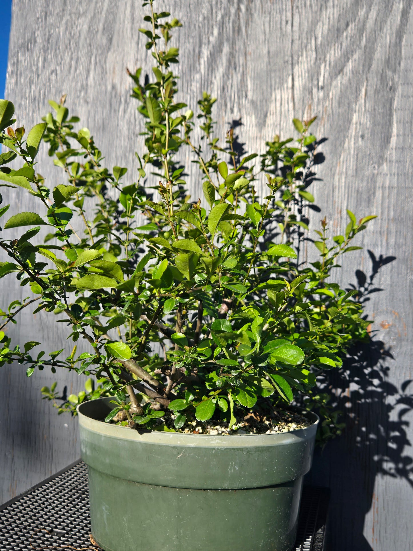 Japanese Quince, Chaenomeles japonica, 'Hime'