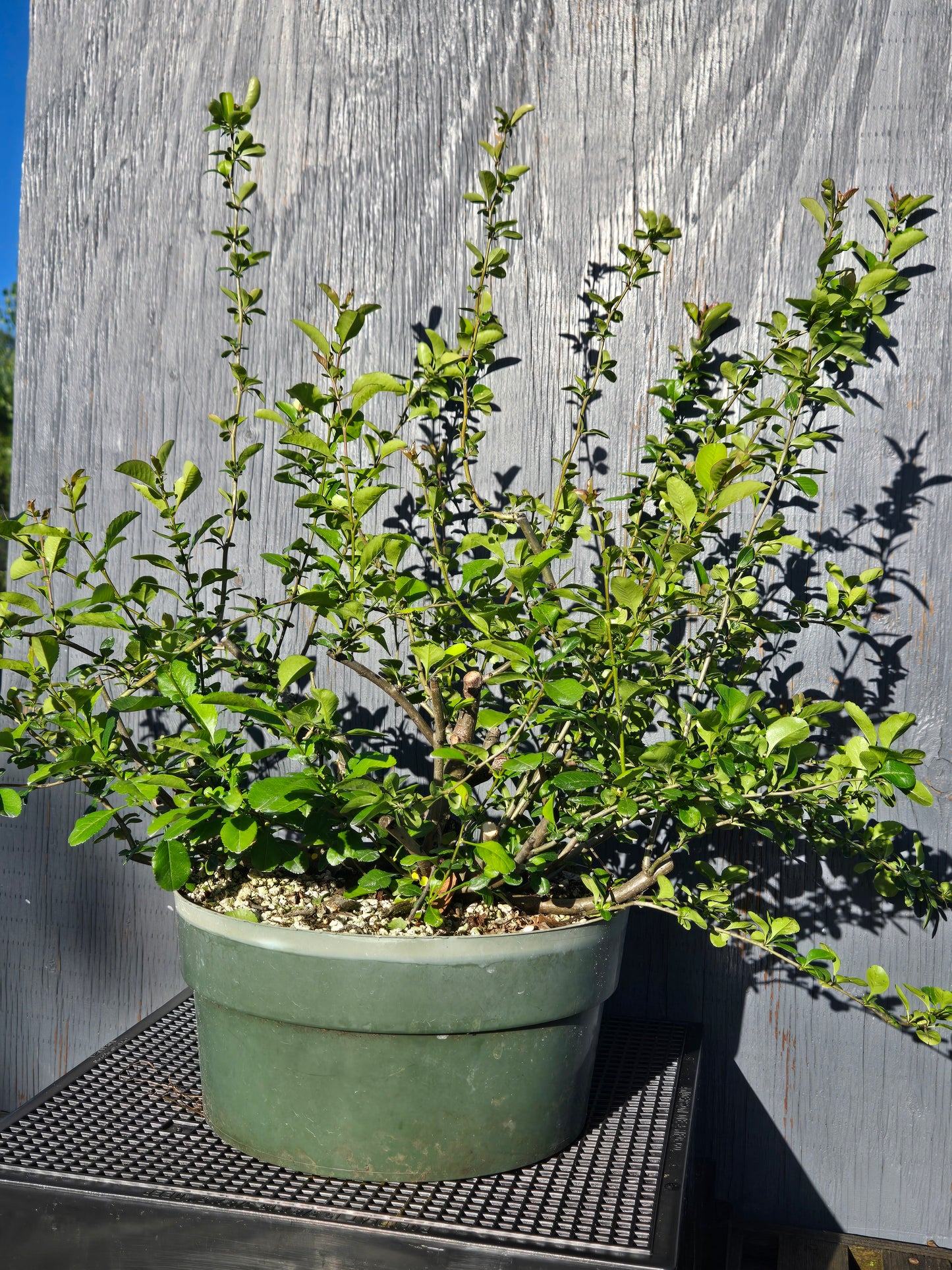 Japanese Quince, Chaenomeles japonica, 'Hime'