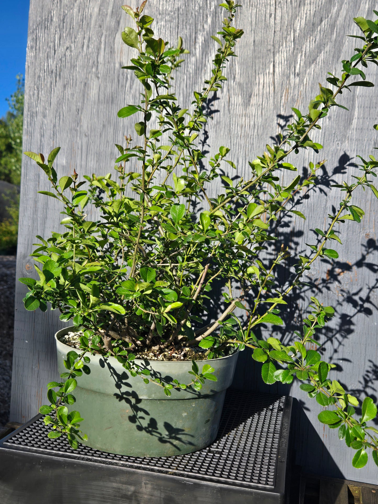 Japanese Quince, Chaenomeles japonica, 'Hime'