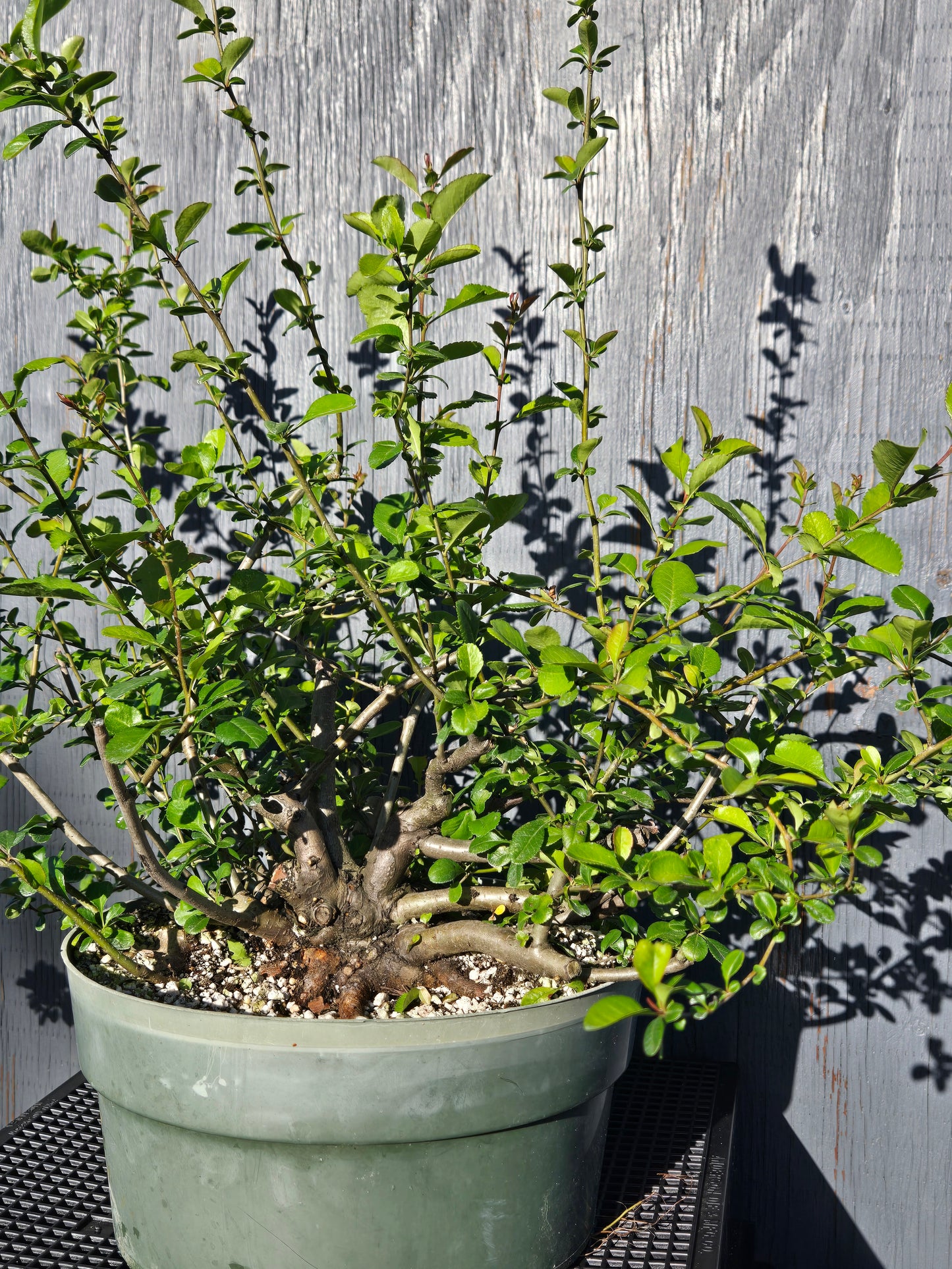 Japanese Quince, Chaenomeles japonica, 'Hime'