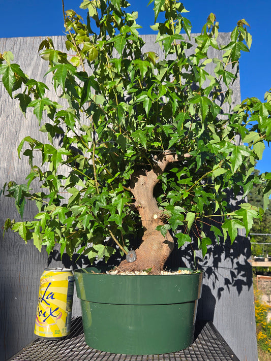Trident Maple, Acer buergerianum, Ab1summer25