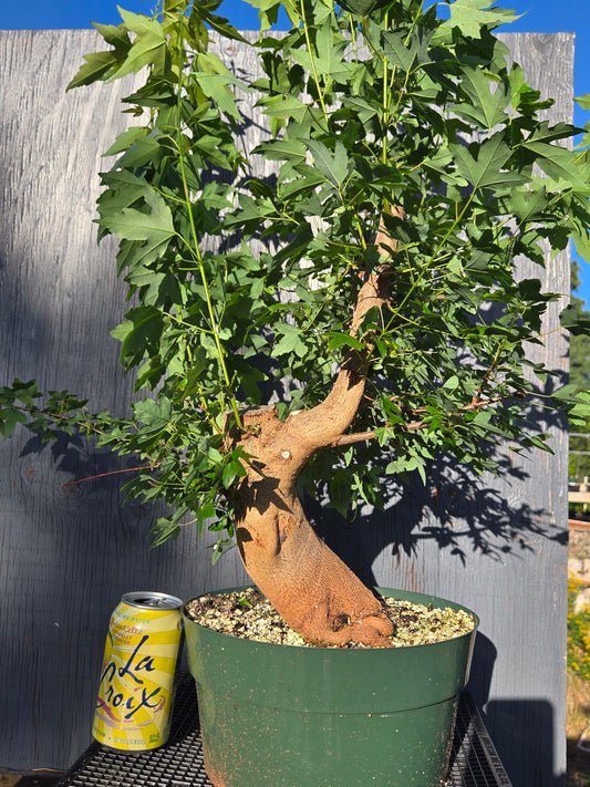 Trident Maple, Acer buergerianum, Ab3summer25