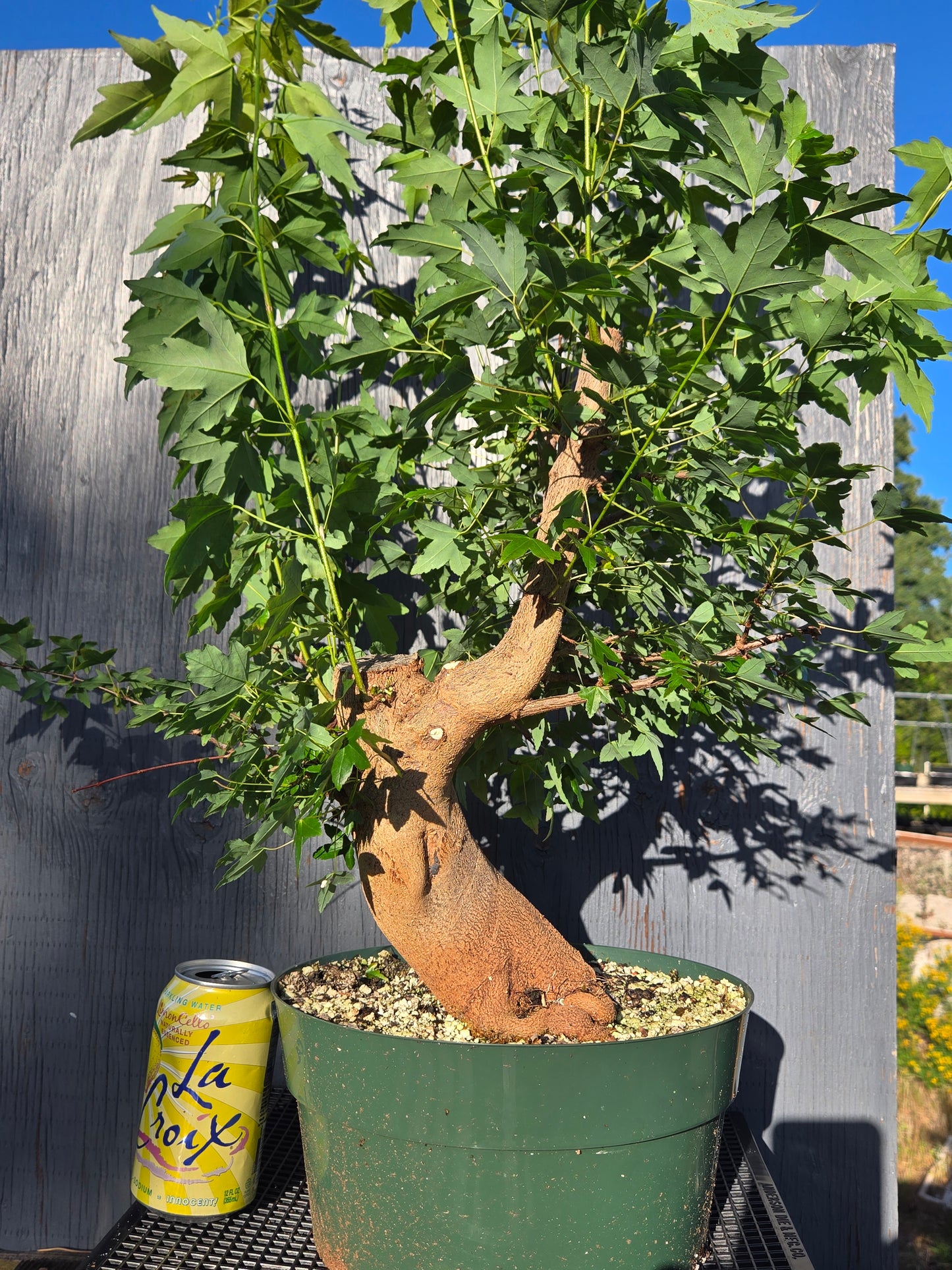 Trident Maple, Acer buergerianum, Ab3summer25