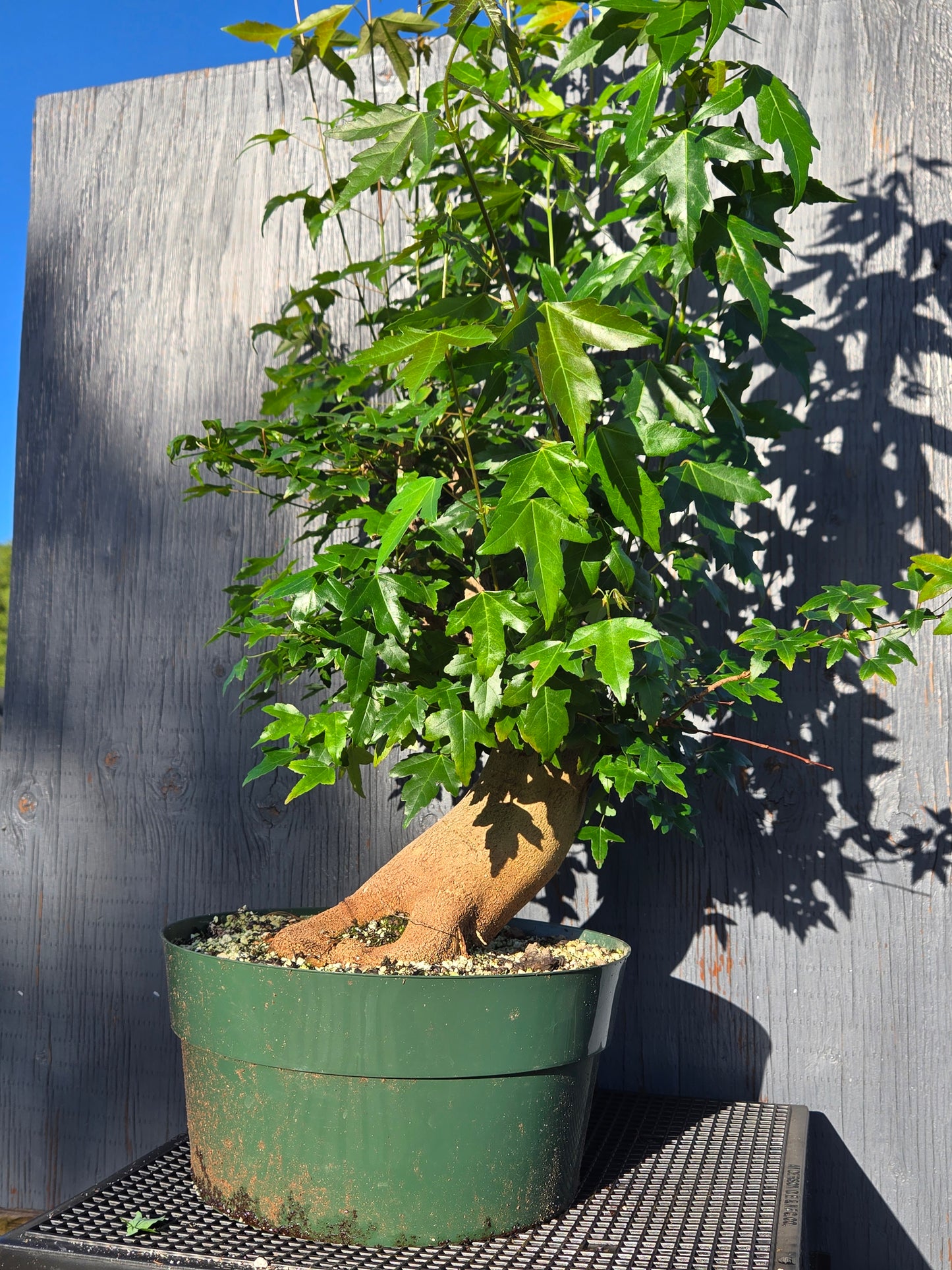 Trident Maple, Acer buergerianum, Ab3summer25