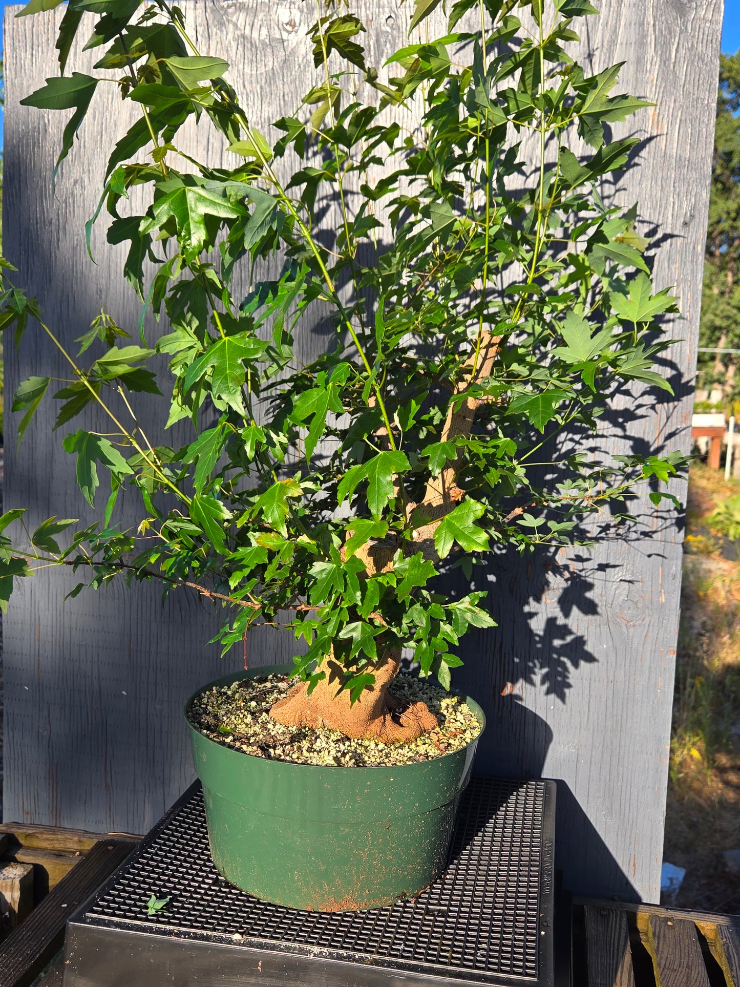 Trident Maple, Acer buergerianum, Ab3summer25
