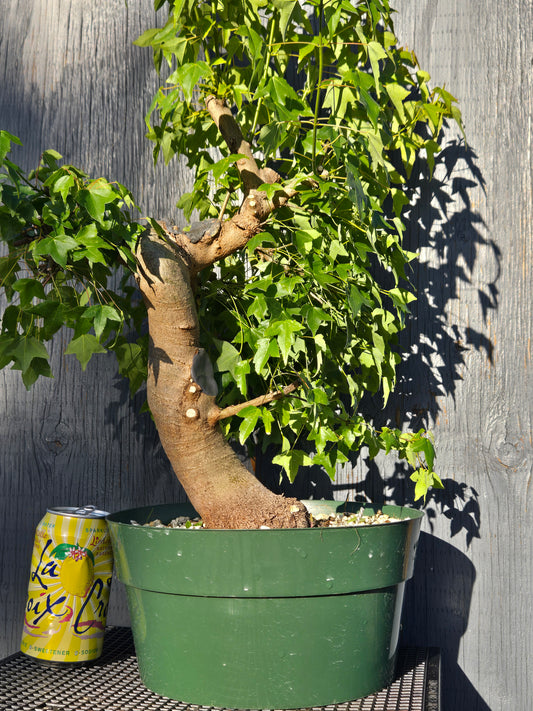 Trident Maple, Acer buergerianum, Ab2summer25