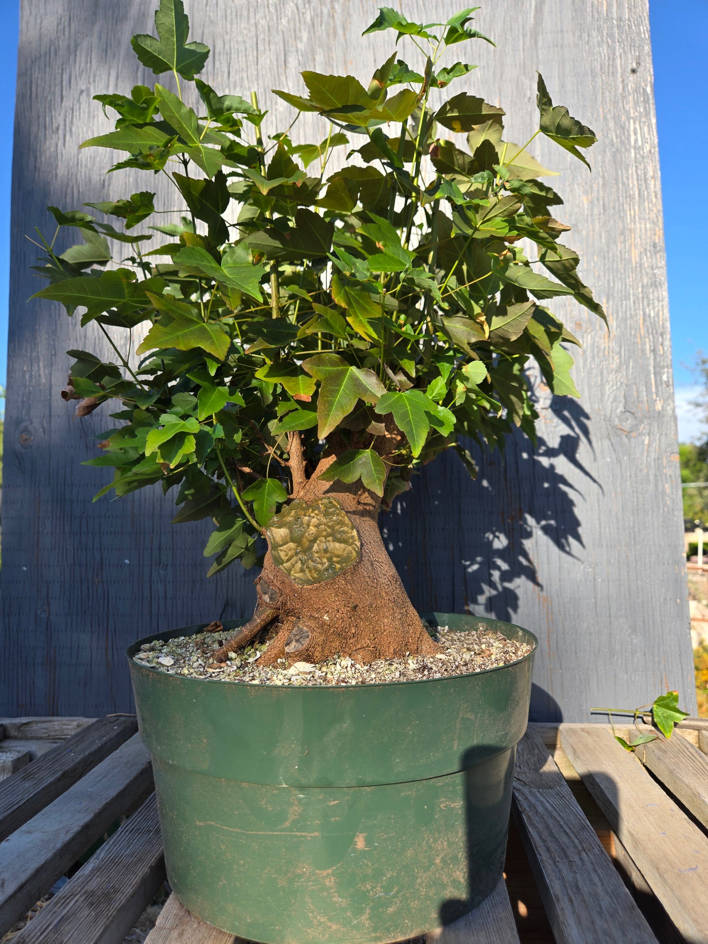 Trident Maple, Acer buergerianum, Absummer25,3