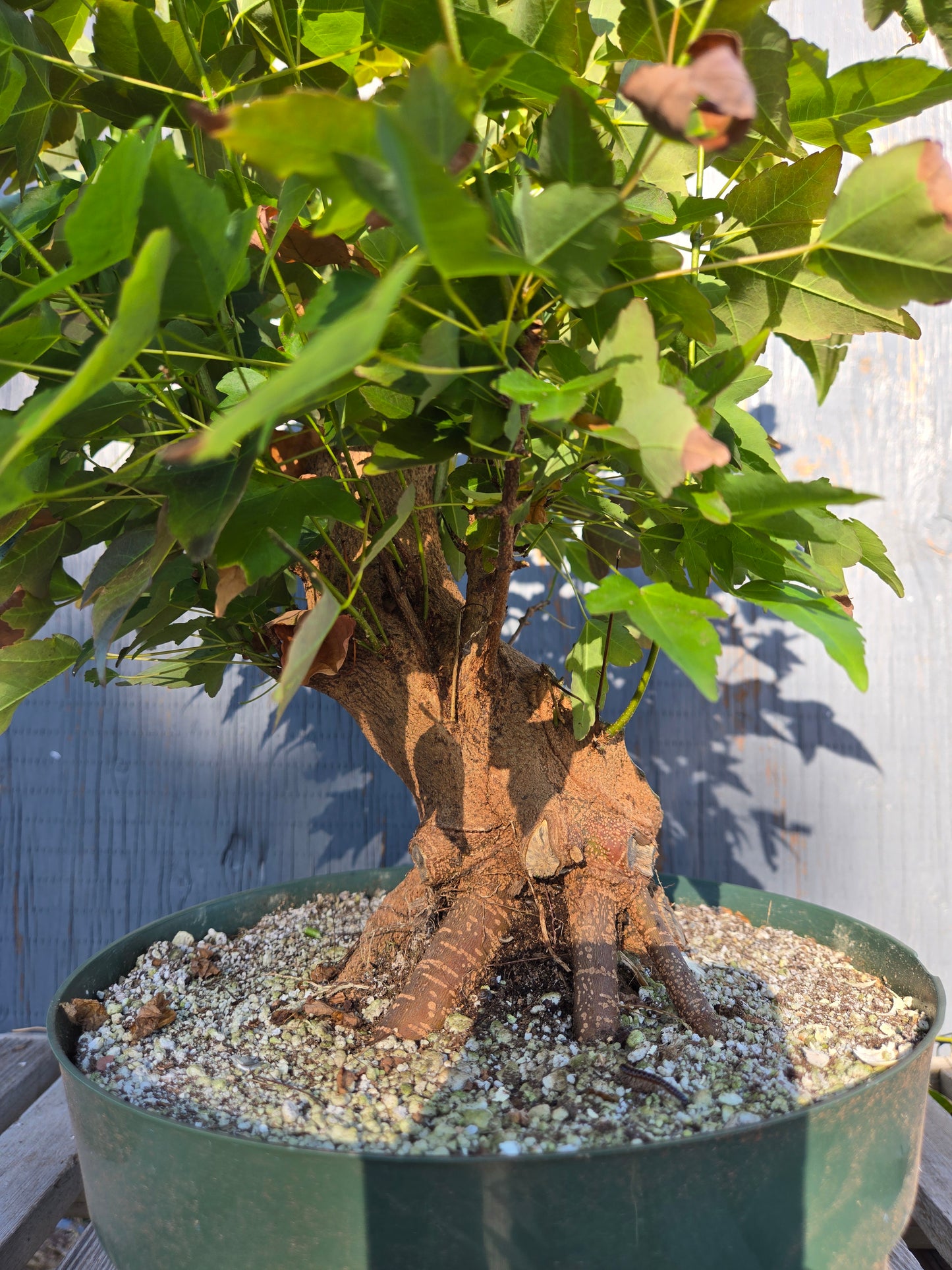 Trident Maple, Acer buergerianum, Absummer25,3