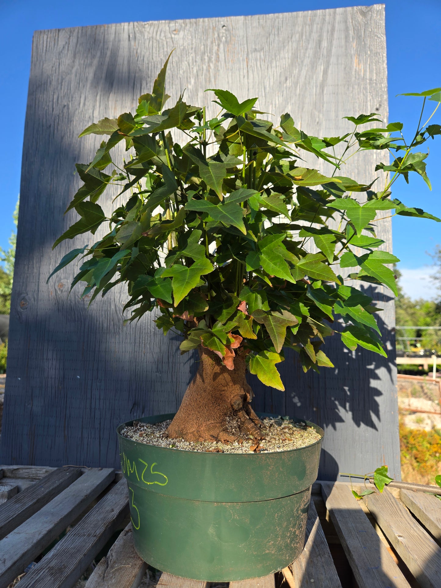 Trident Maple, Acer buergerianum, Absummer25,3