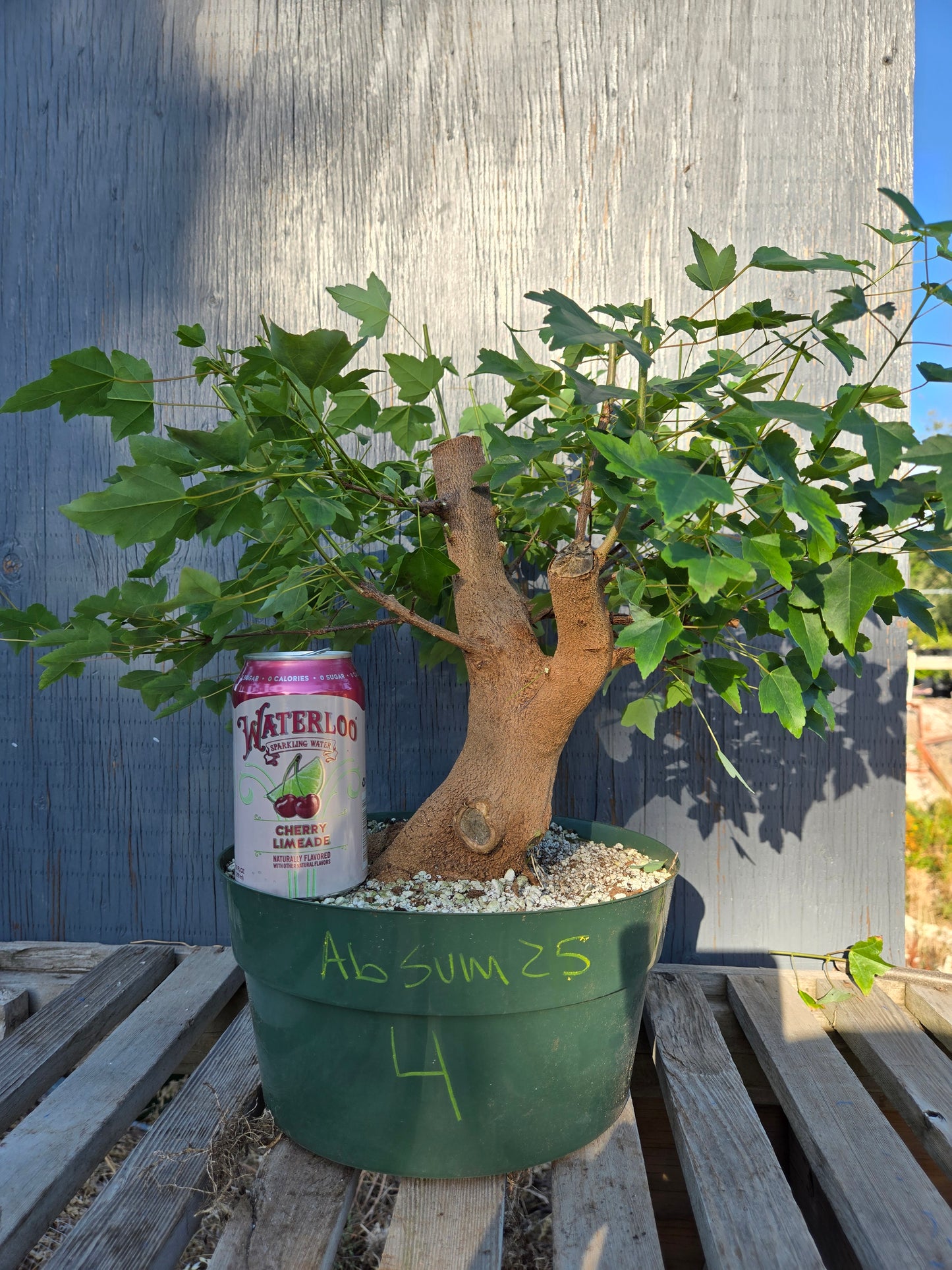 Trident Maple, Acer buergerianum, Absummer25,4