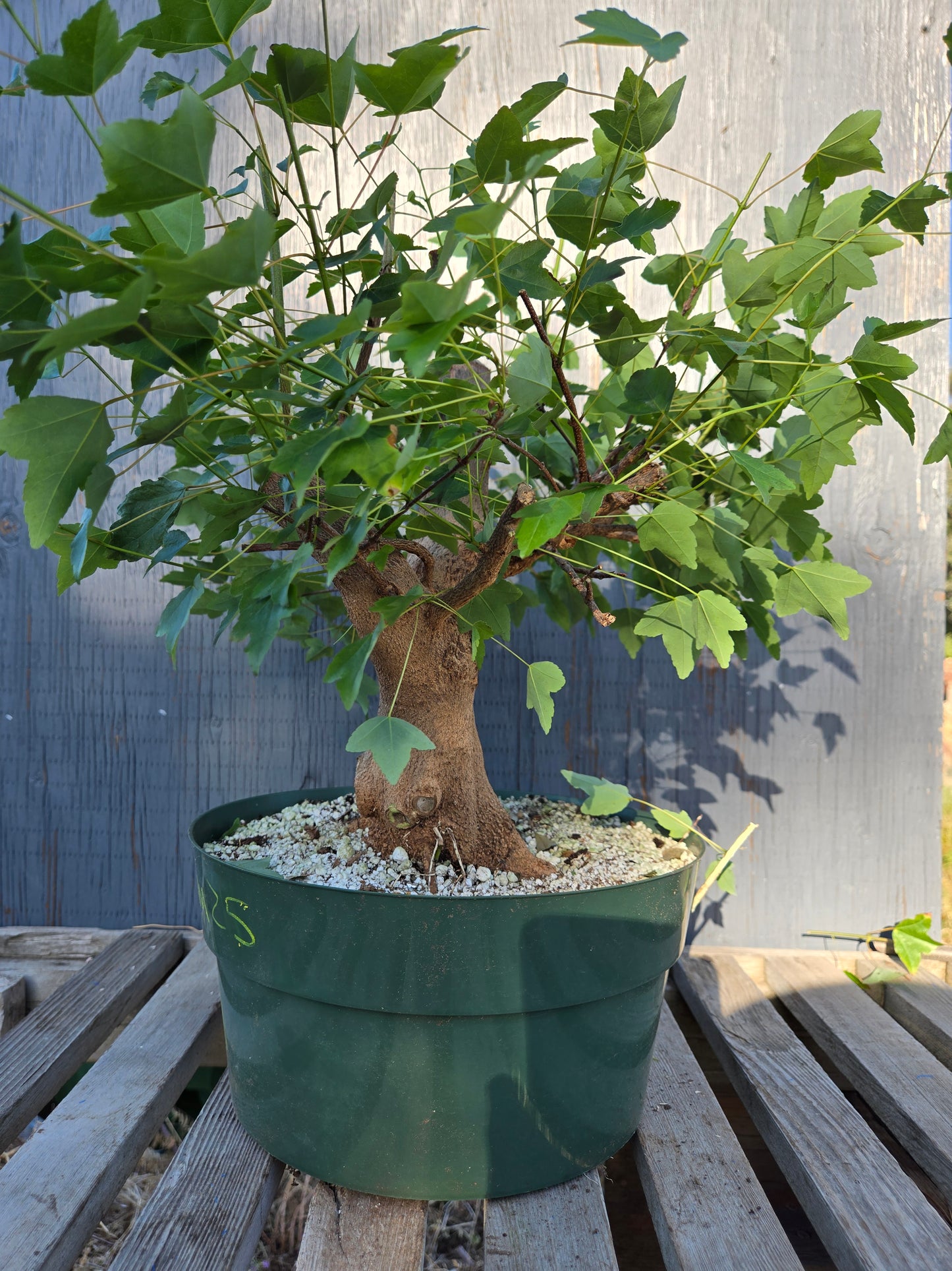 Trident Maple, Acer buergerianum, Absummer25,4