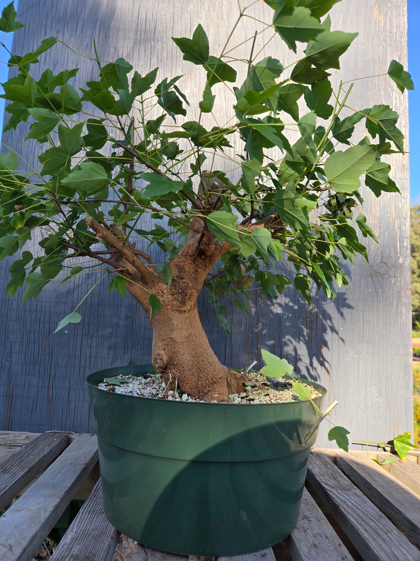Trident Maple, Acer buergerianum, Absummer25,4