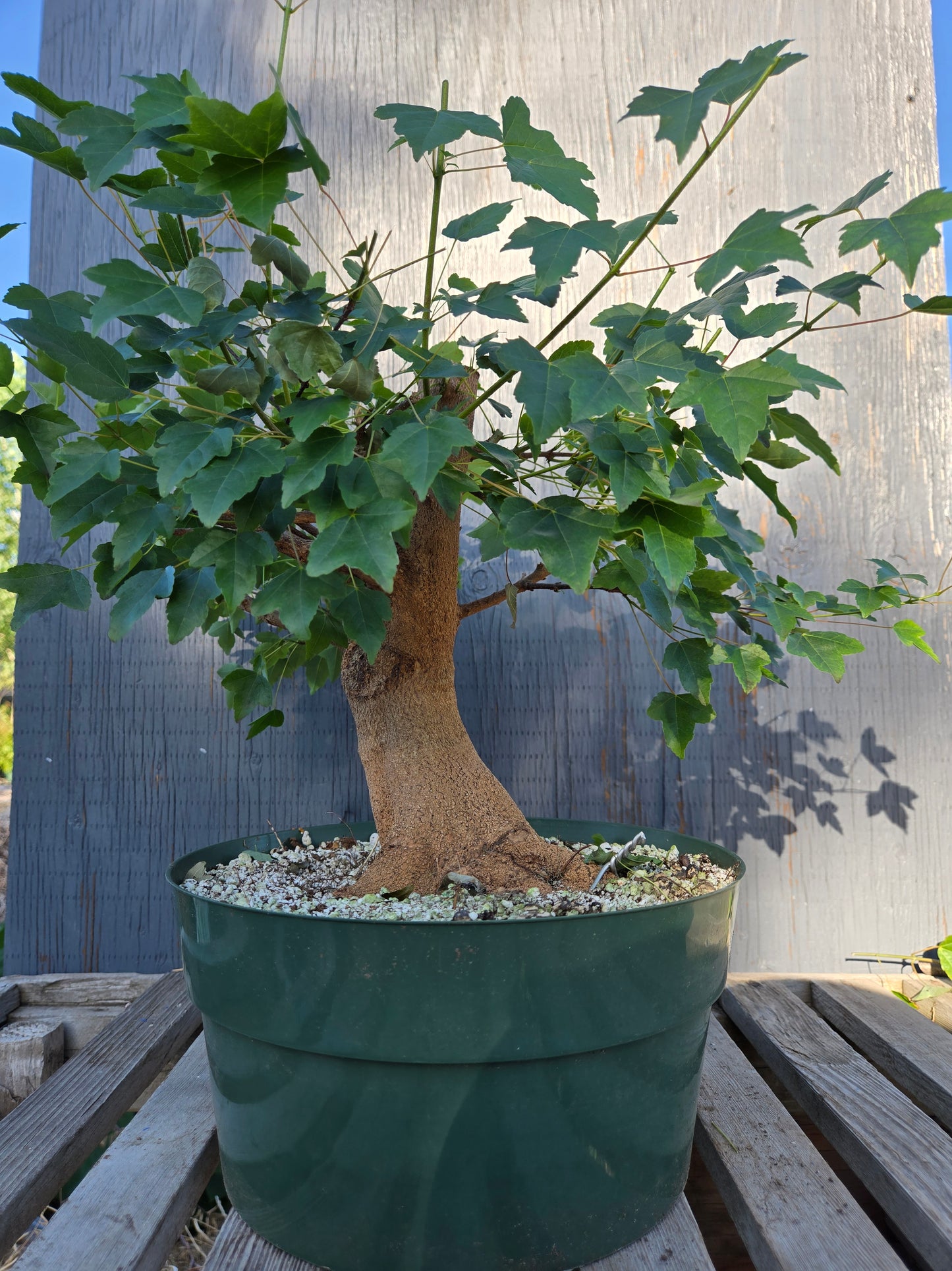 Trident Maple, Acer buergerianum, Absummer25,4